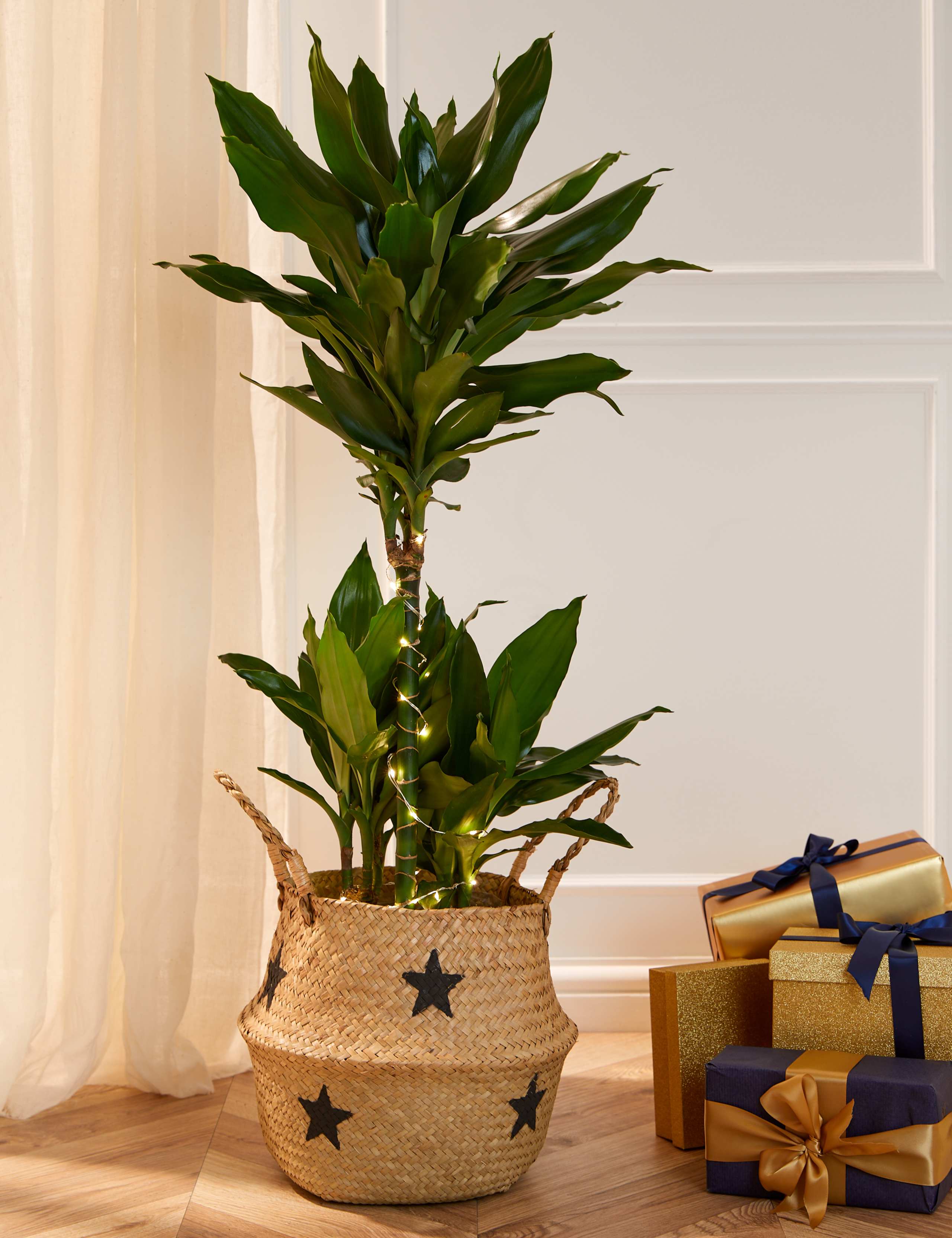 Extra Large Dracaena Plant with Lights 1 of 4