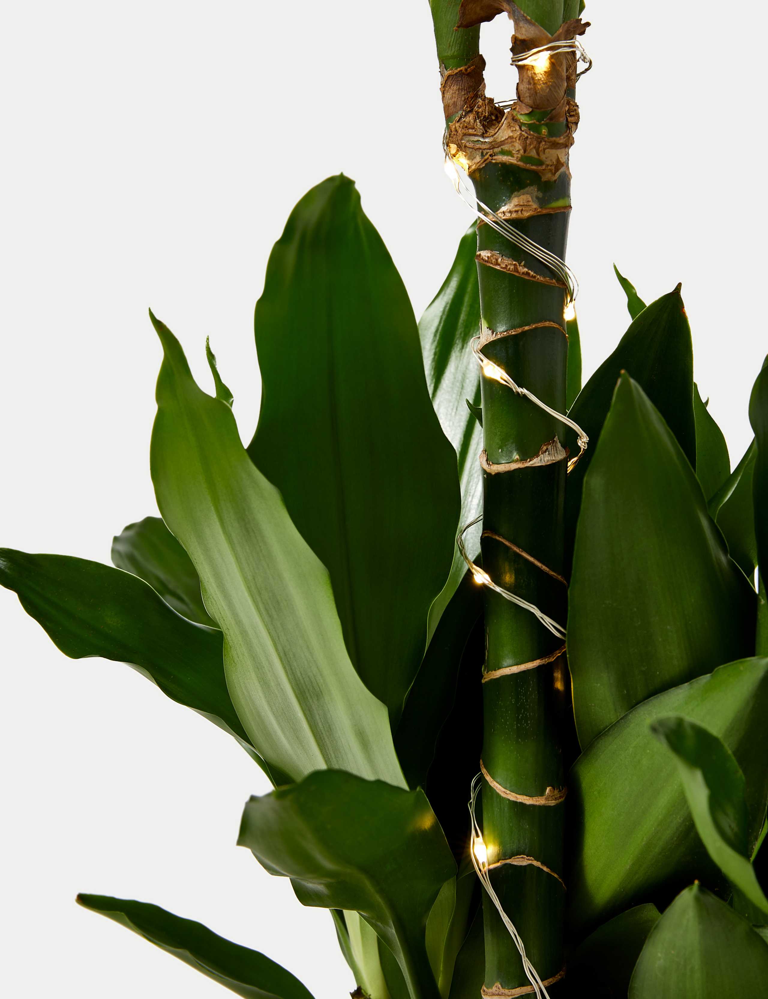 Extra Large Dracaena Plant with Lights 3 of 4