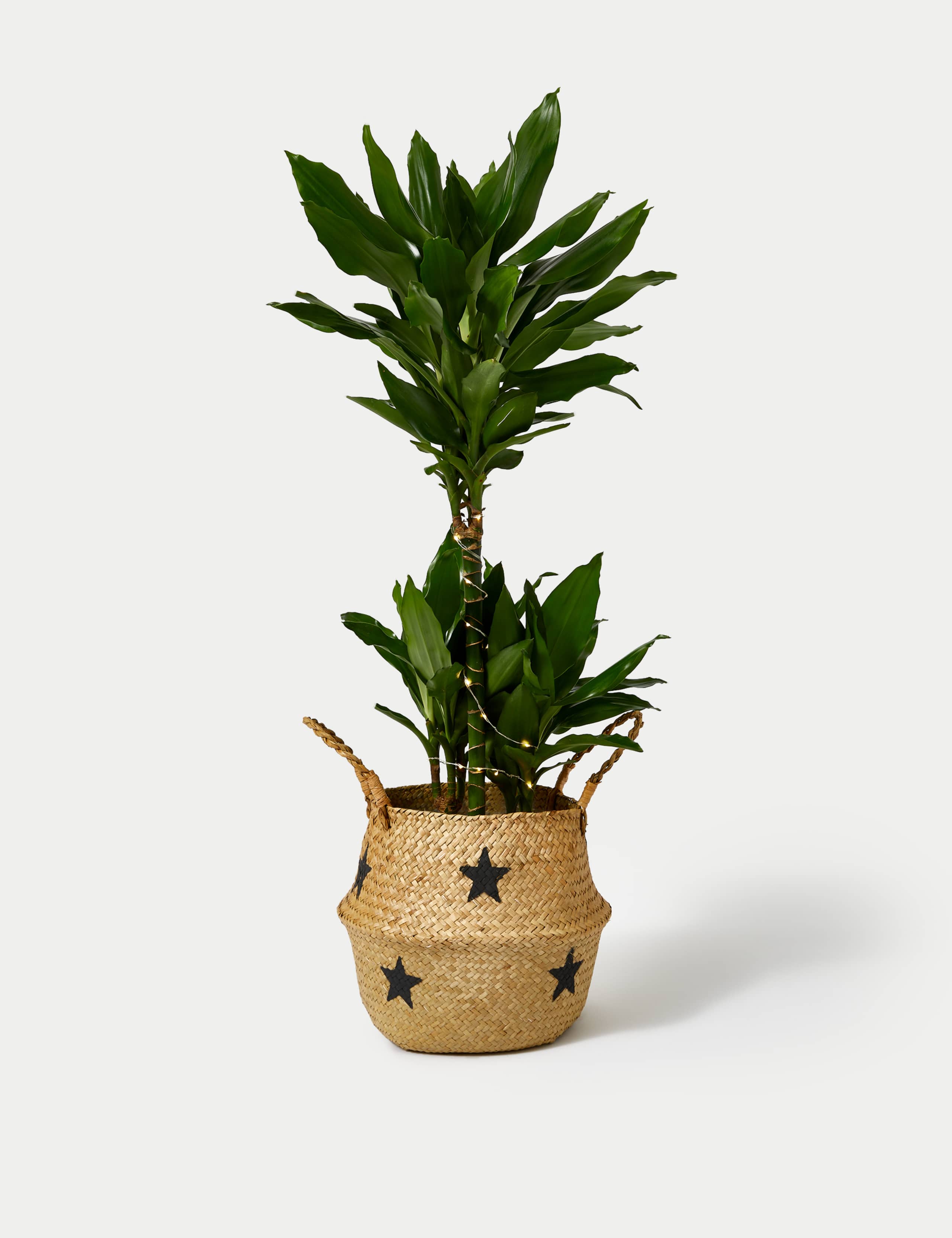 Extra Large Dracaena Plant with Lights 2 of 4