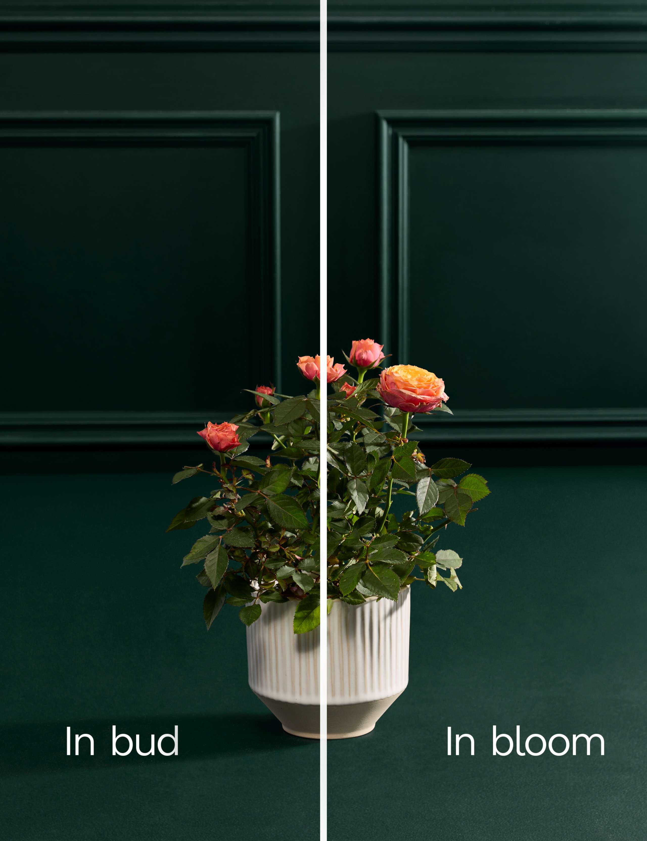 Luxury Orange Rose in Ceramic Pot 3 of 3