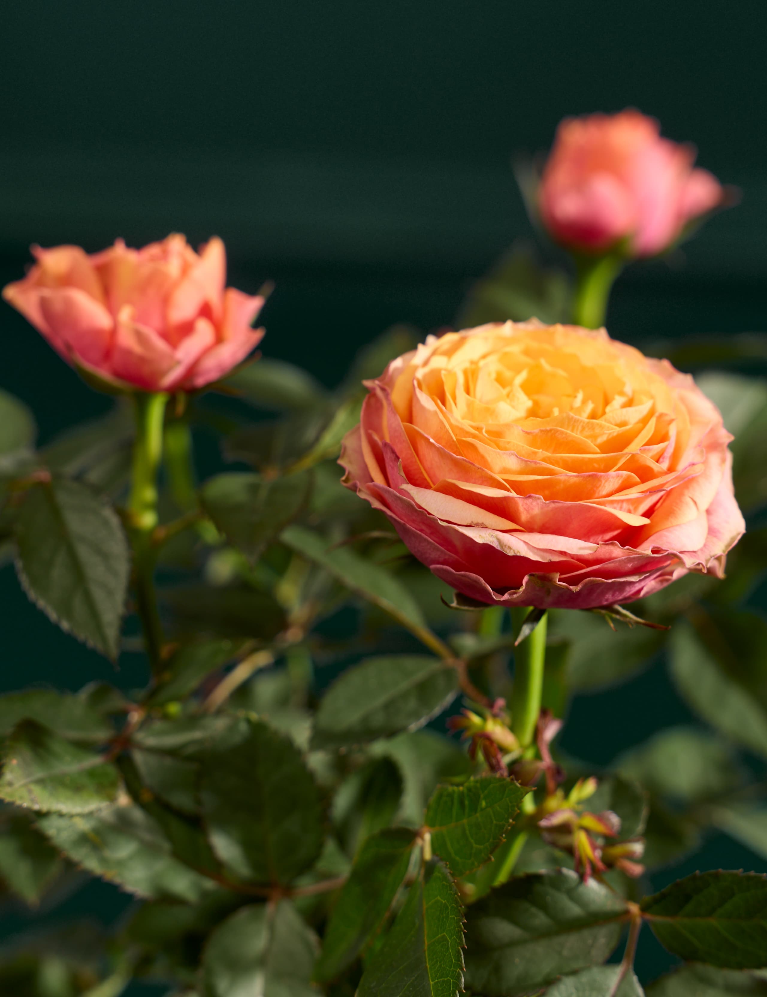 Luxury Orange Rose in Ceramic Pot 2 of 3
