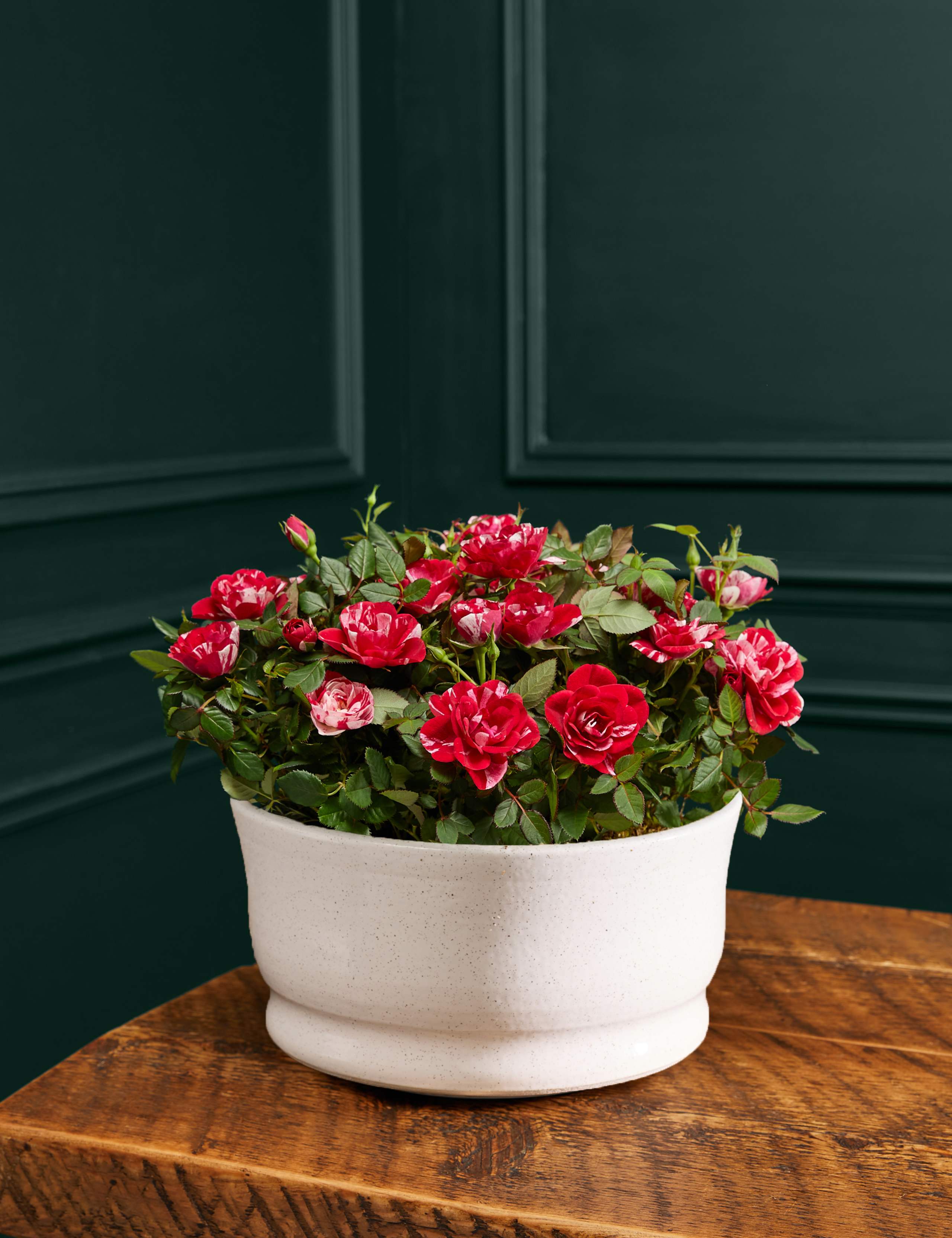 Gigi Rose Planter in Ceramic Pot 1 of 4