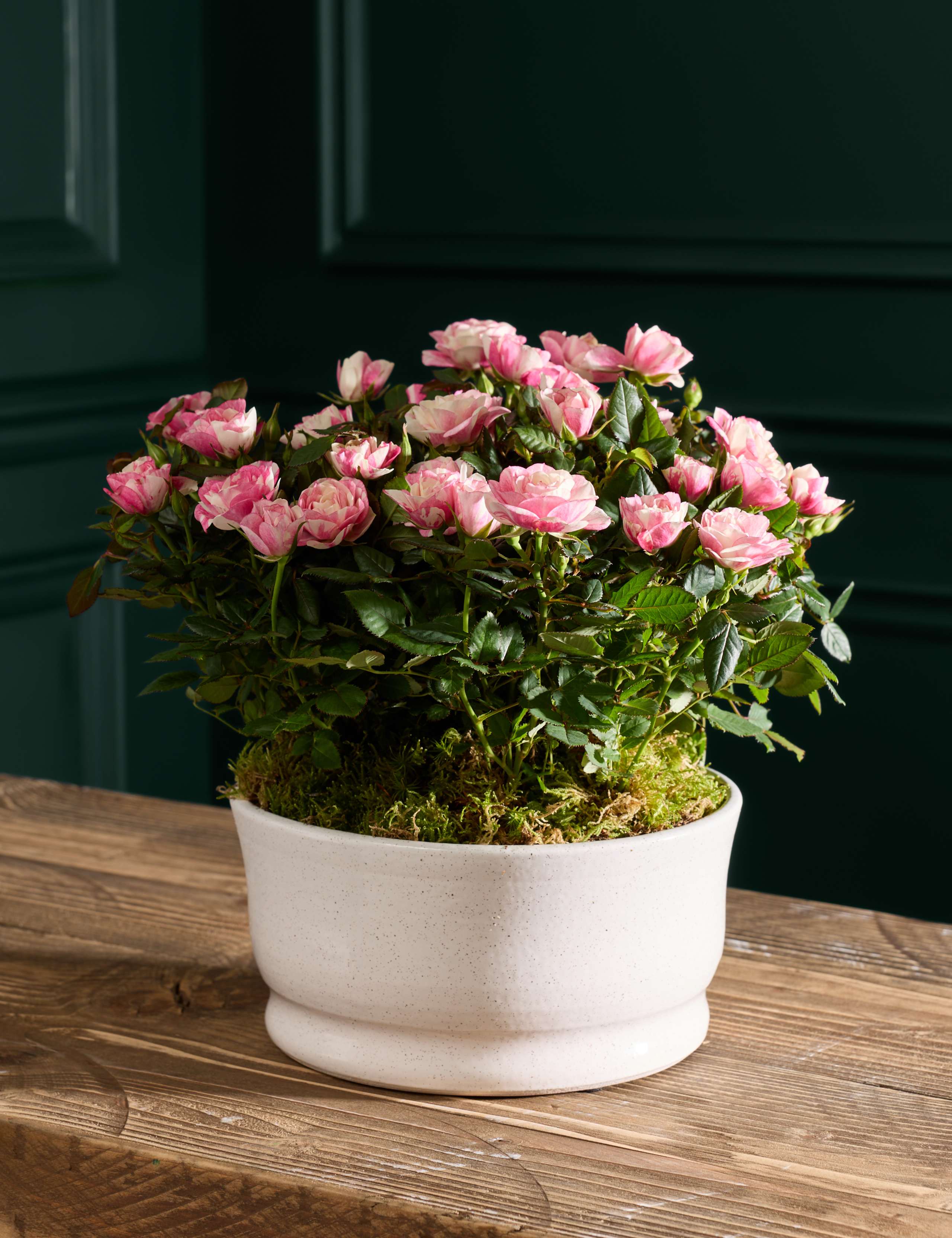 Pia Rose Planter in Ceramic Pot 1 of 4