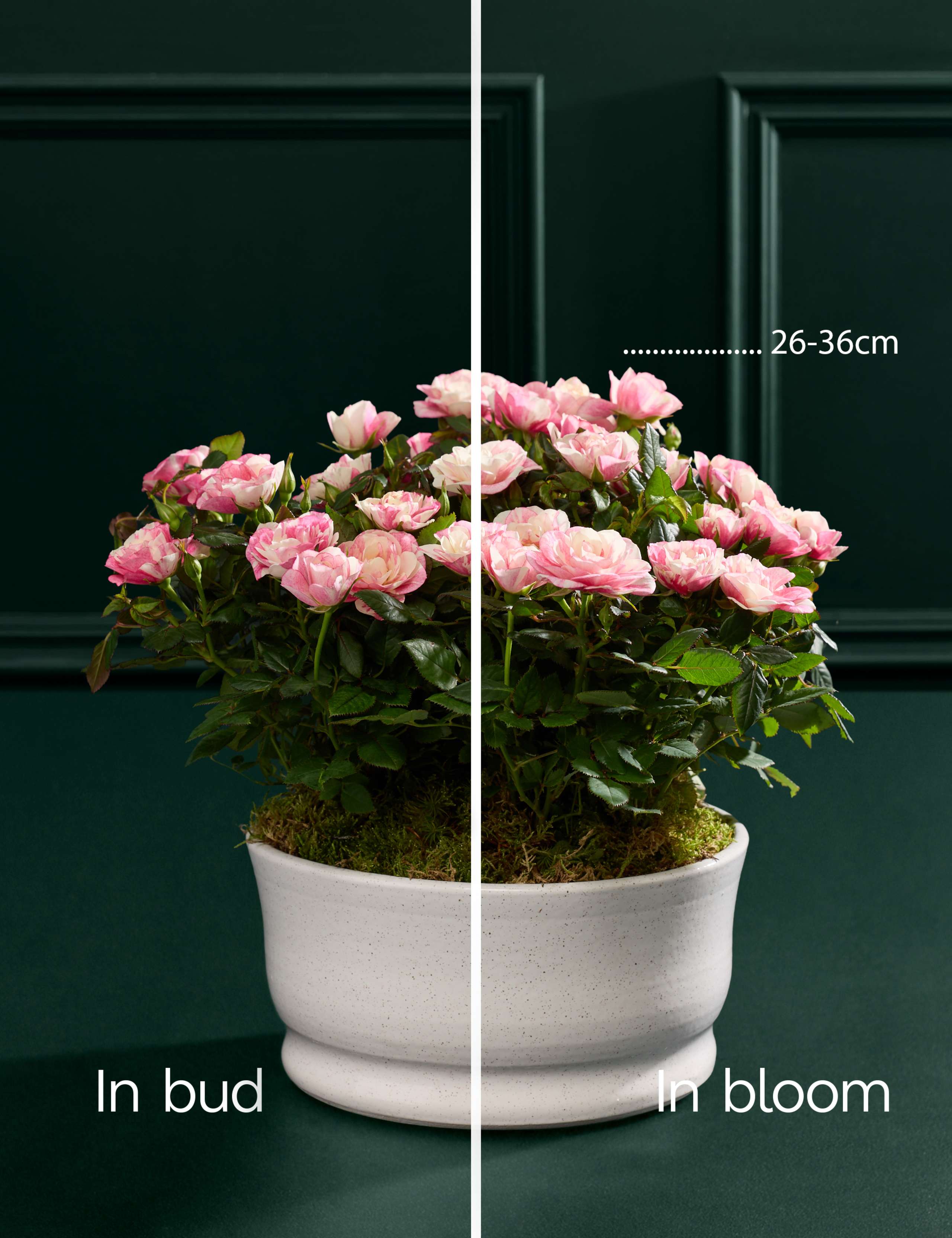 Pia Rose Planter in Ceramic Pot 3 of 4