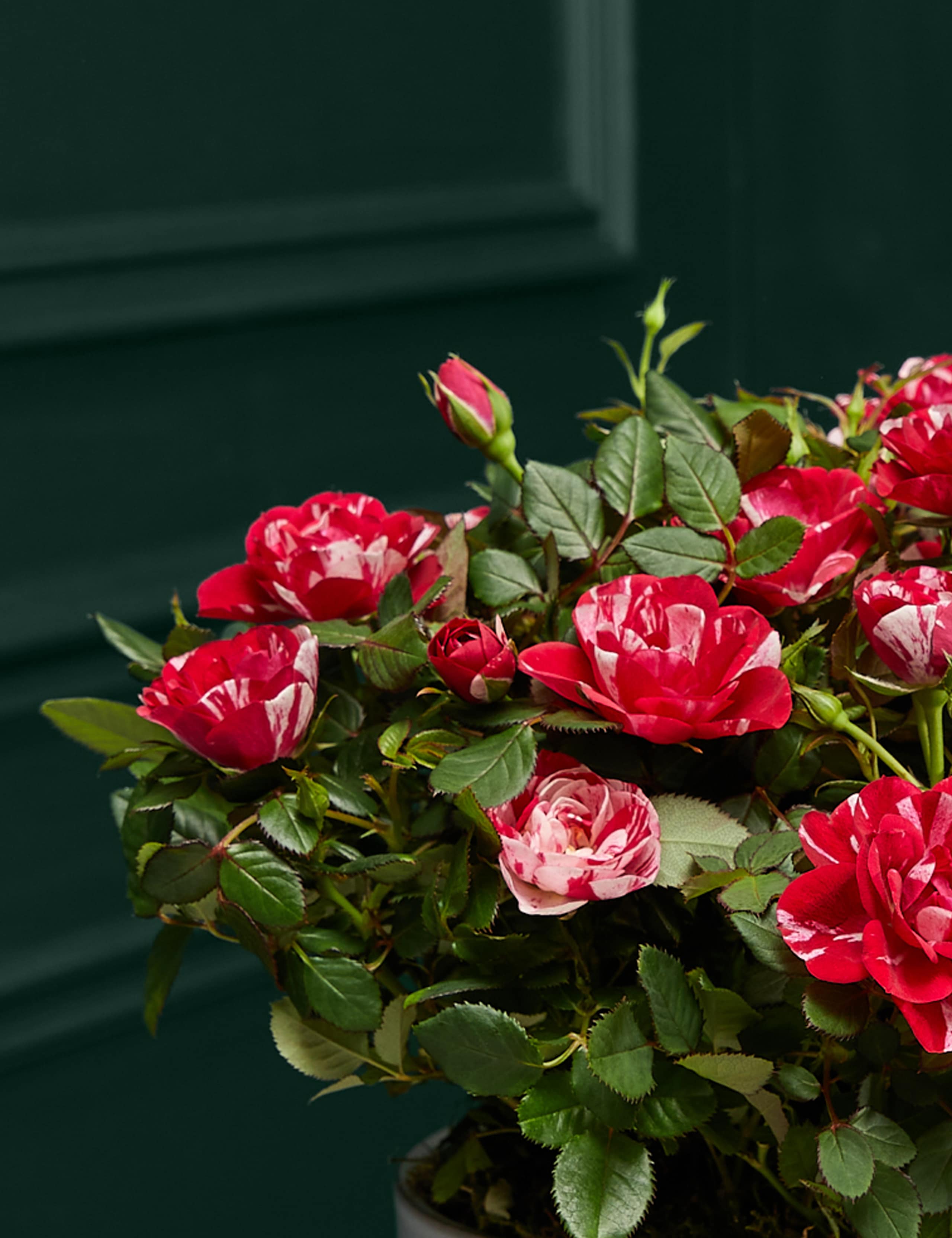 Gigi Rose Planter in Ceramic Pot 3 of 4