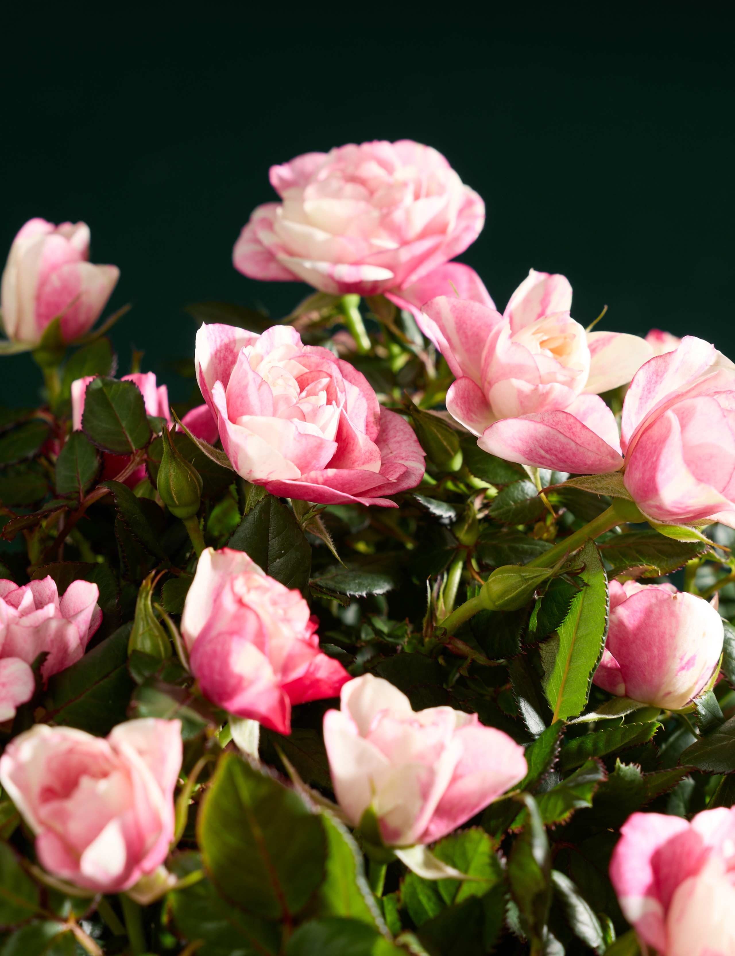 Pia Rose Planter in Ceramic Pot 2 of 4