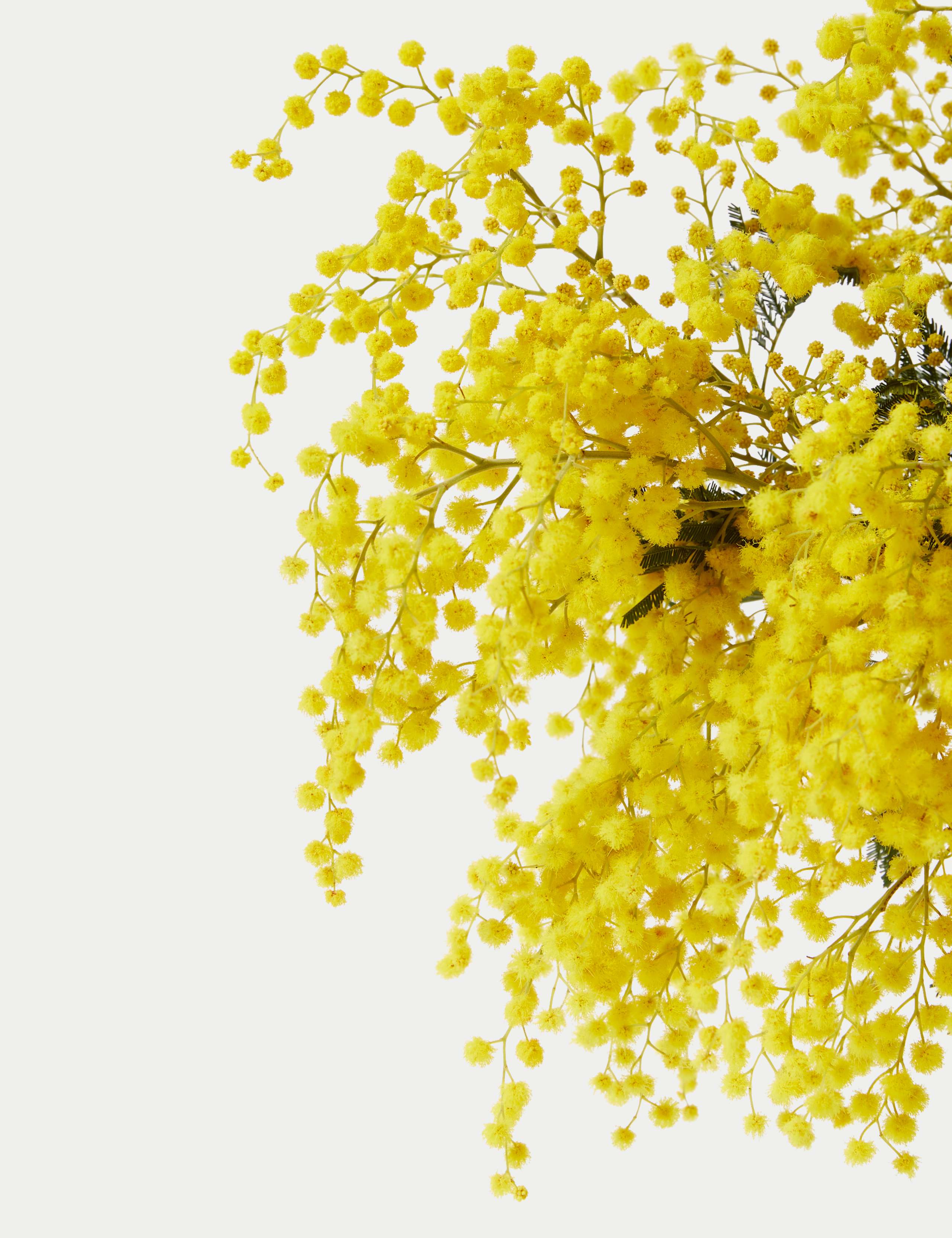 Mimosa Abundance Bouquet 4 of 5