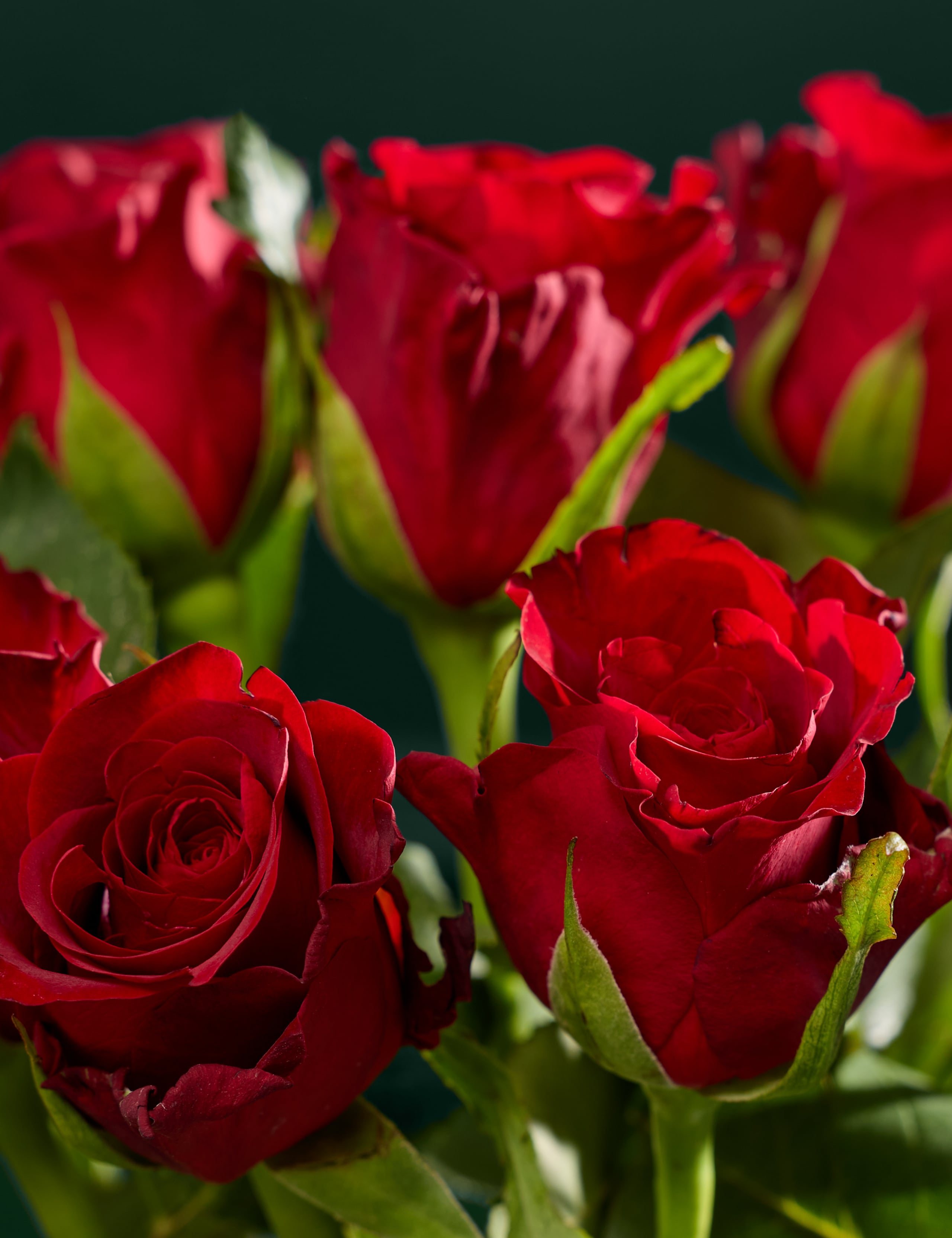 Dozen Red Rose Bouquet with Champagne & Truffles 3 of 7