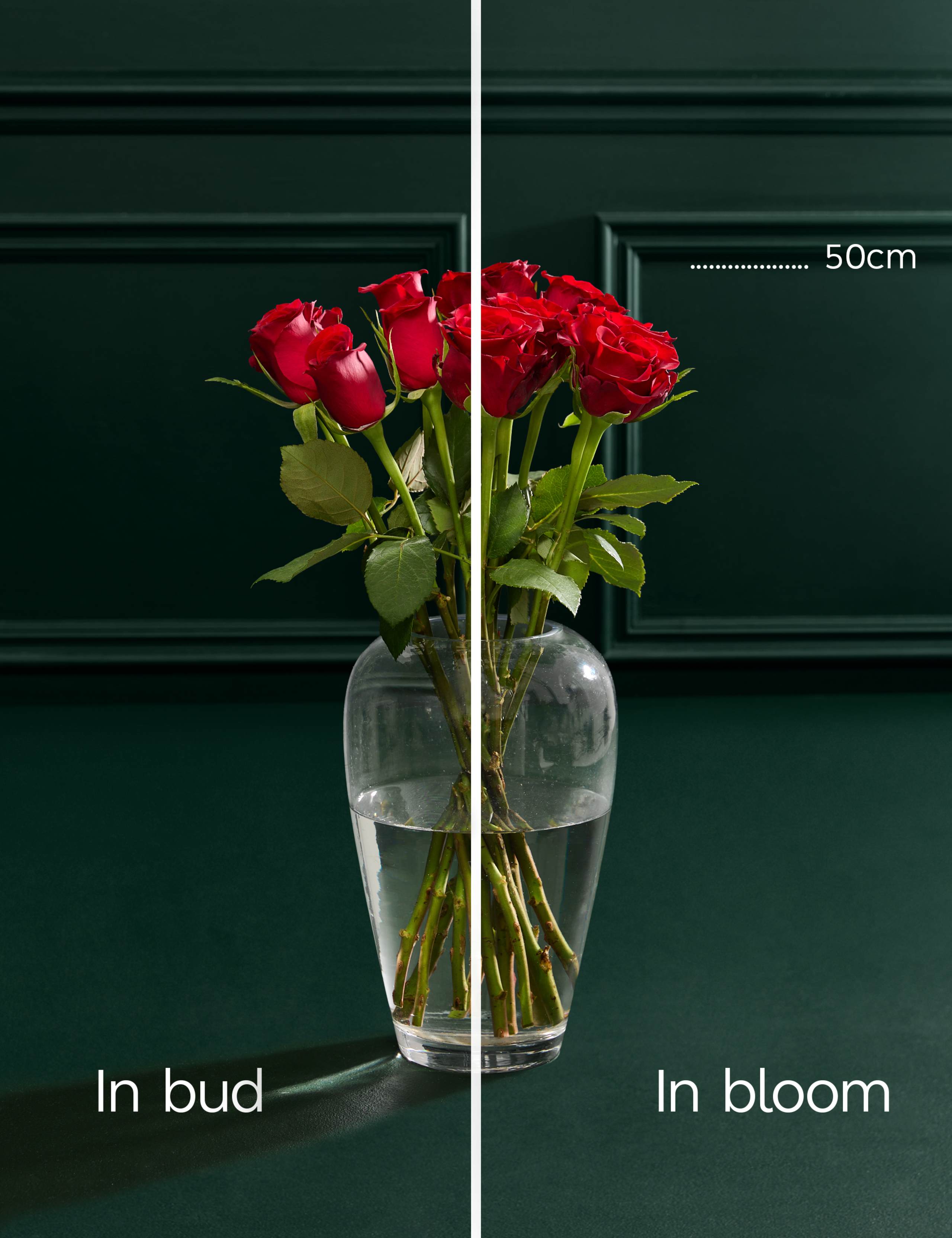 Dozen Red Rose Bouquet with Champagne & Truffles 5 of 7