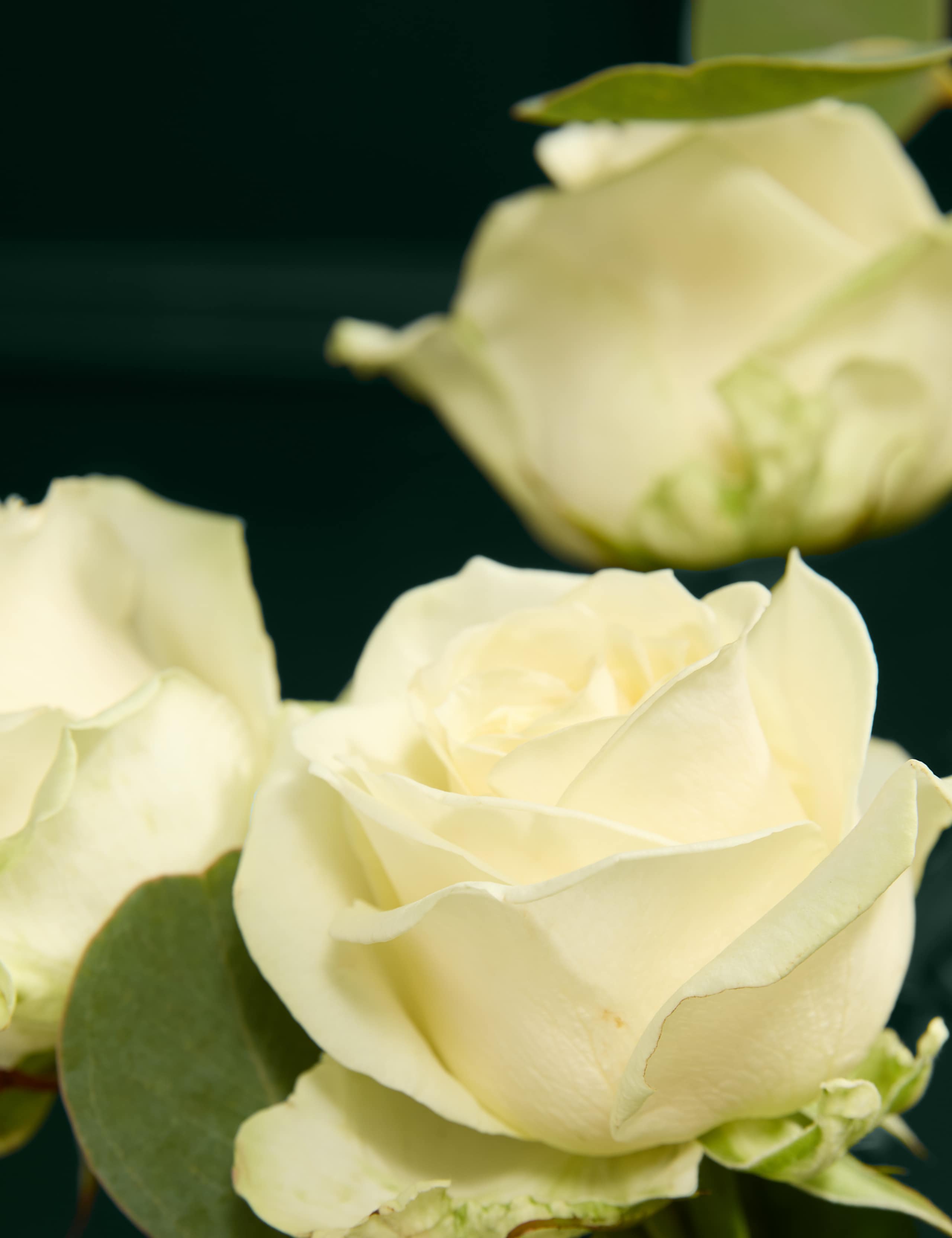 Celebration Rose Bouquet with Champagne & Truffles 3 of 6