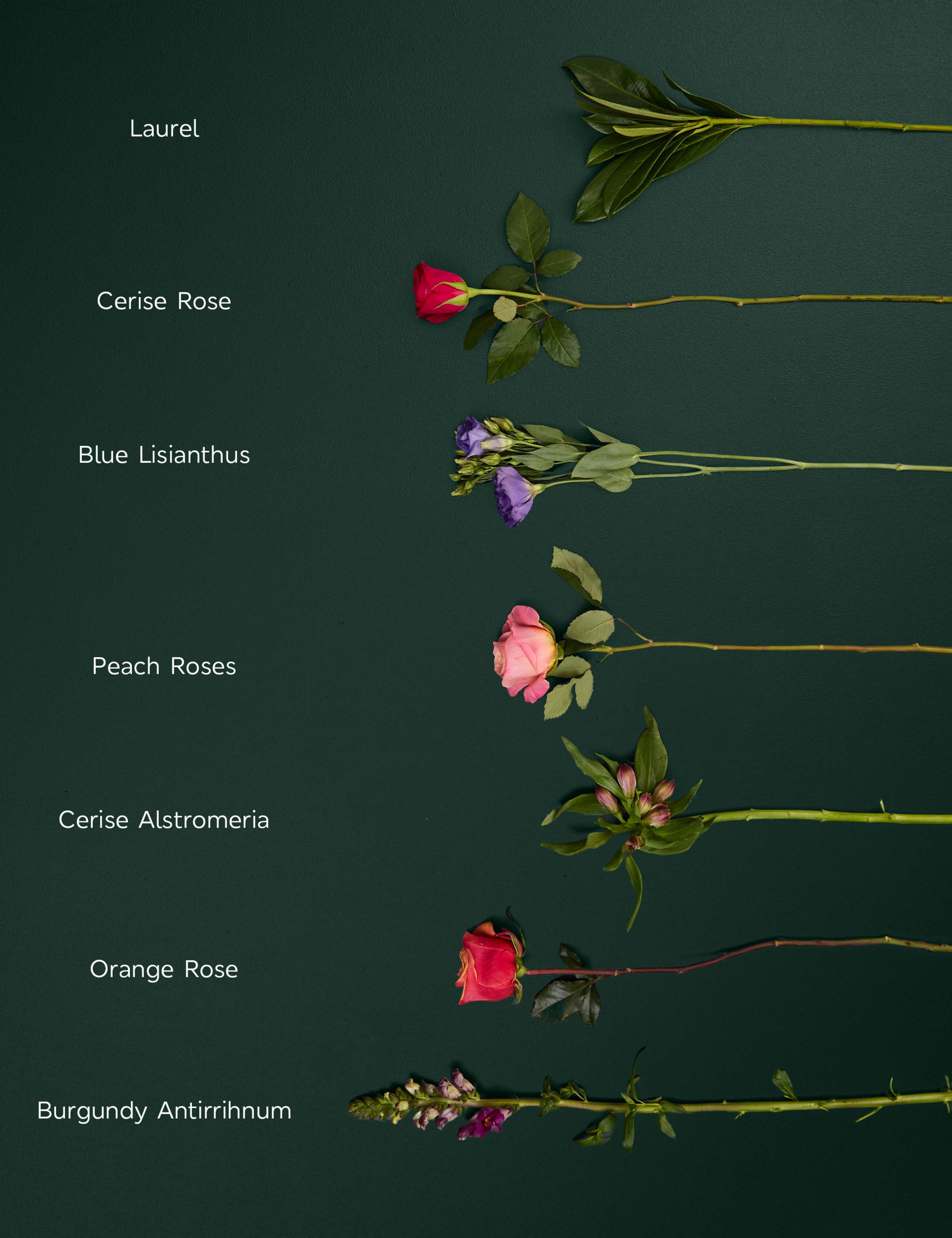 Roses, Lisianthus & Antirrhinum Bright Bouquet with Swiss Chocolates 6 of 6