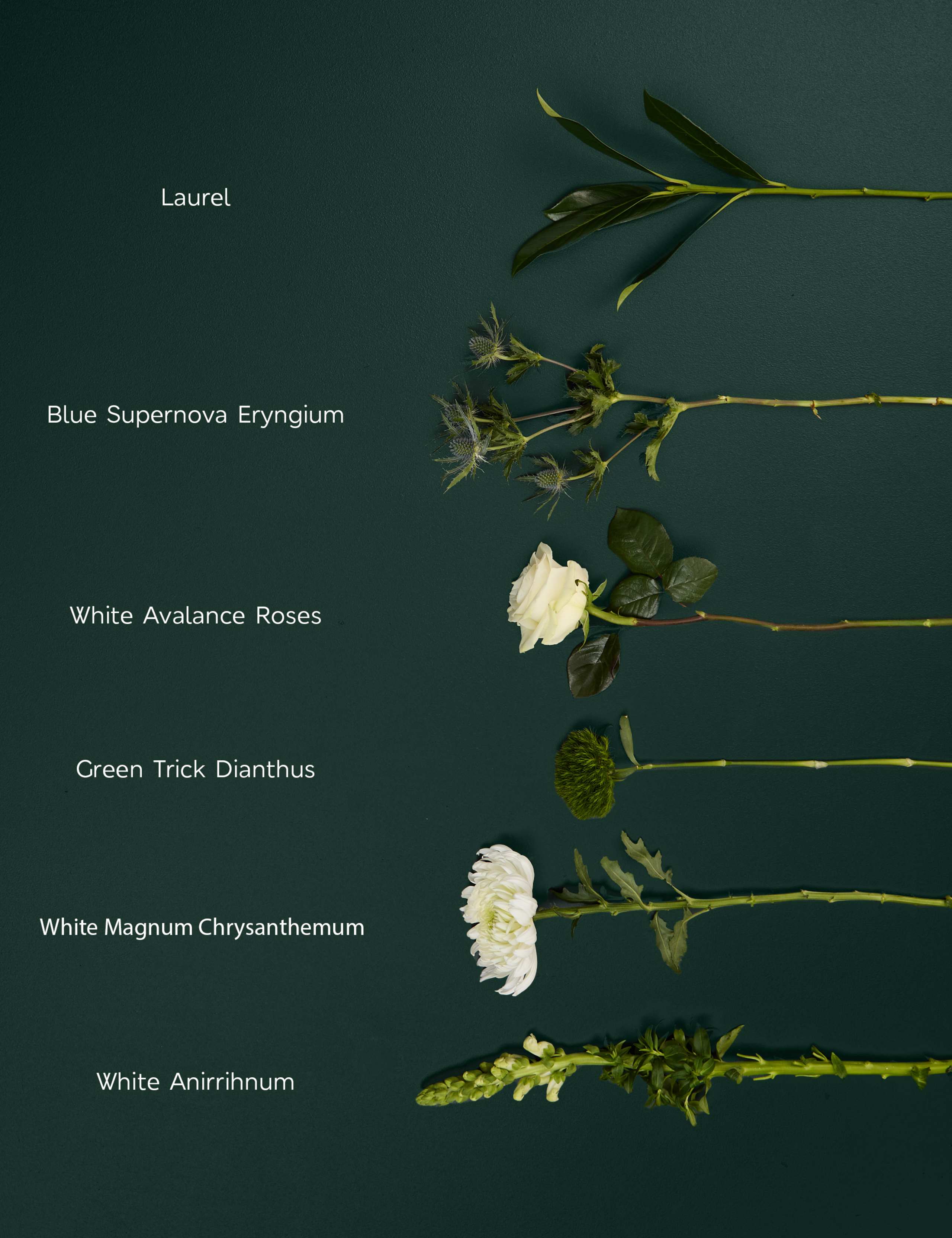 Rose & Thistle Bouquet with Swiss Chocolates 6 of 9