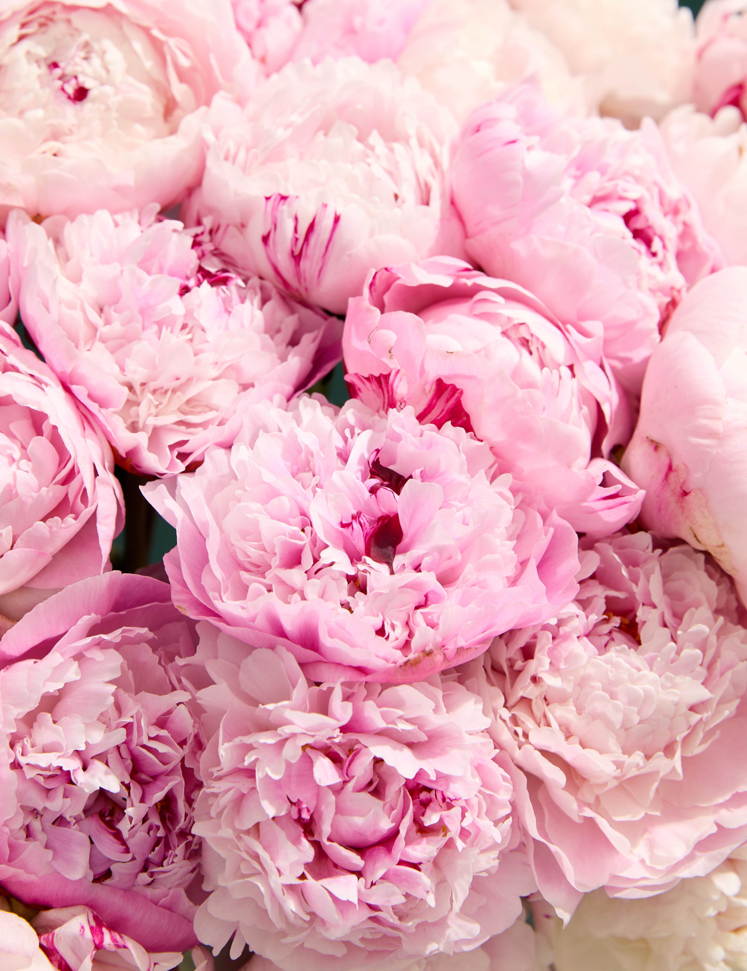 Bountiful Peony Bouquet 3 of 6