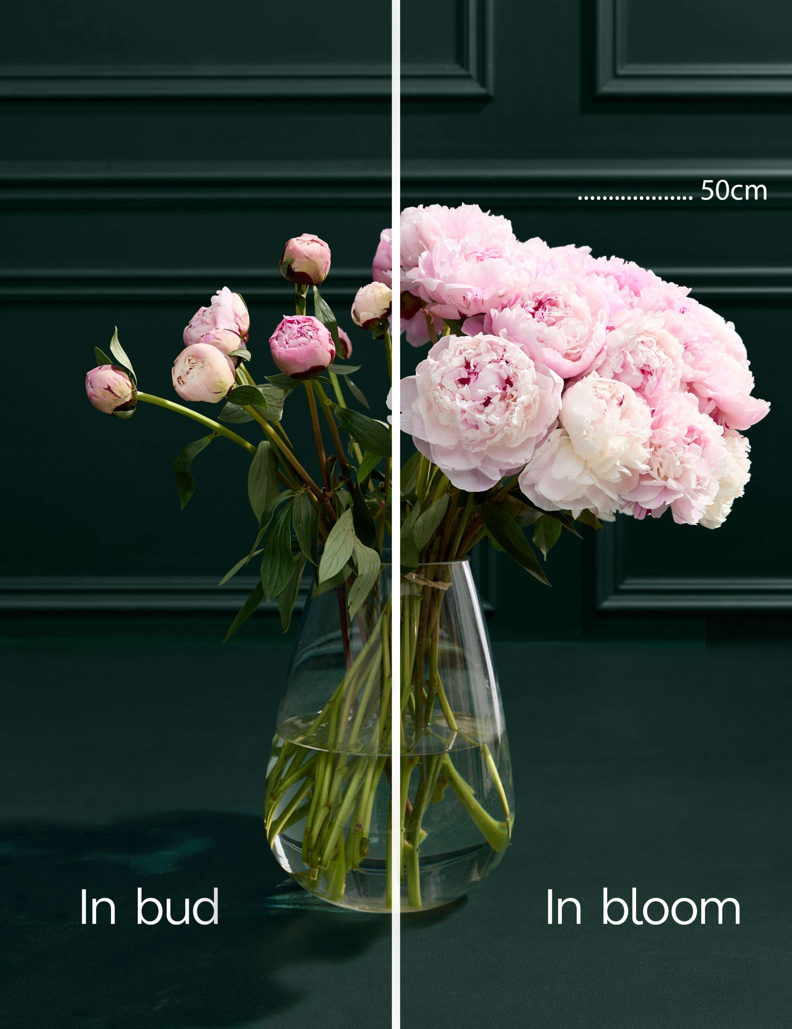 Bountiful Peony Bouquet 4 of 6