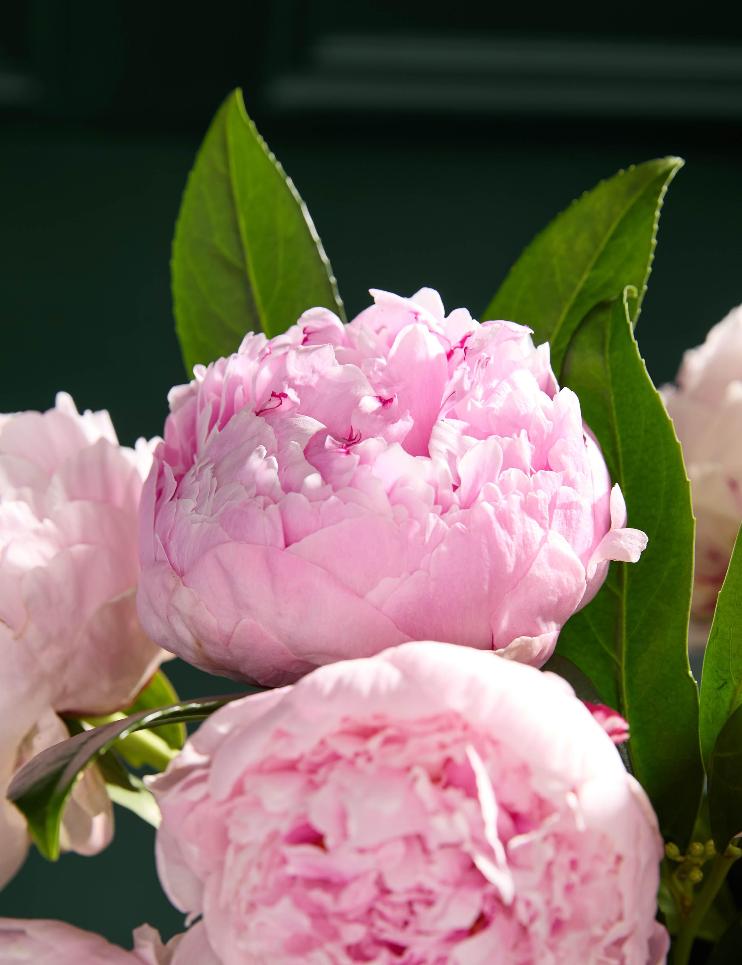 Pretty Peony Bouquet with Vase 3 of 7