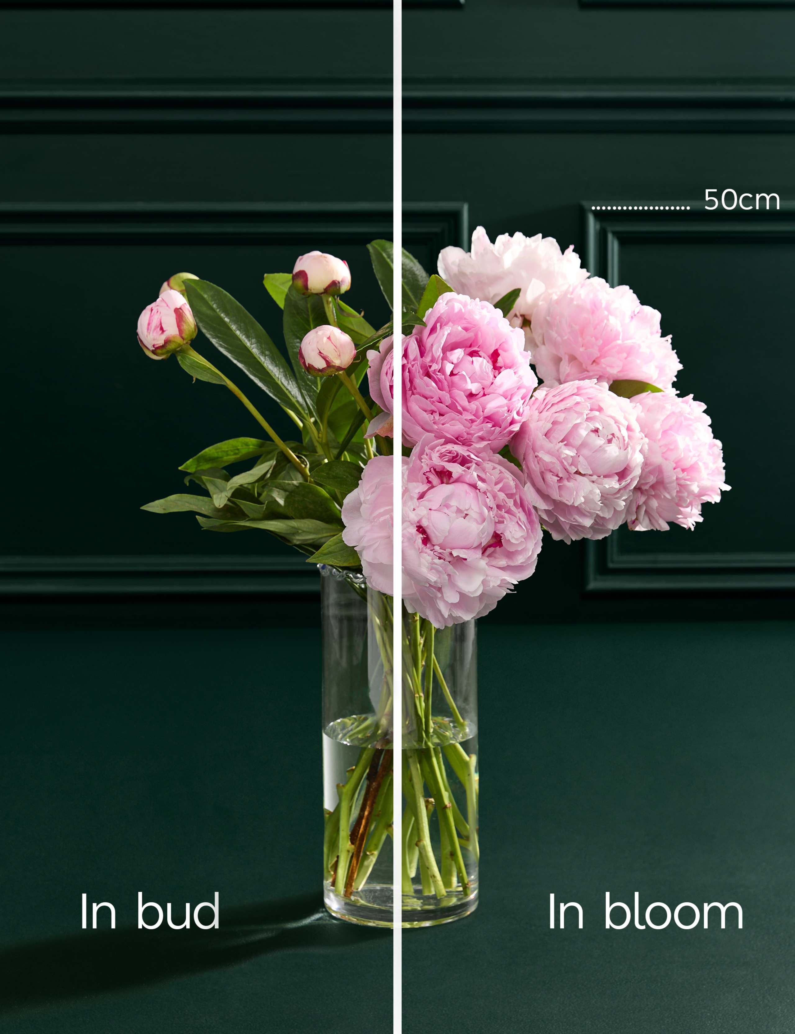 Pretty Peony Bouquet with Vase 5 of 7