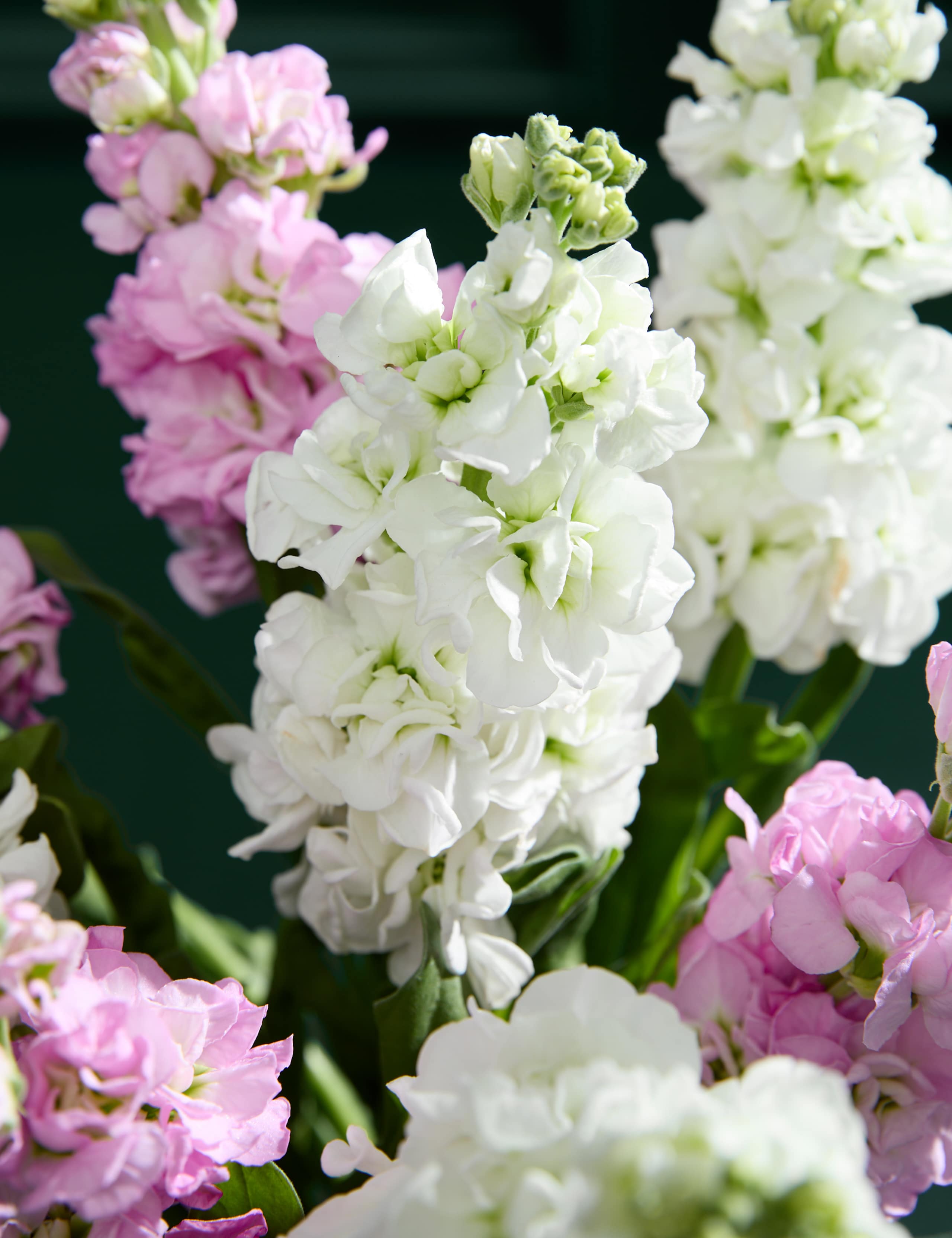 Stock Abundance Bouquet 3 of 6
