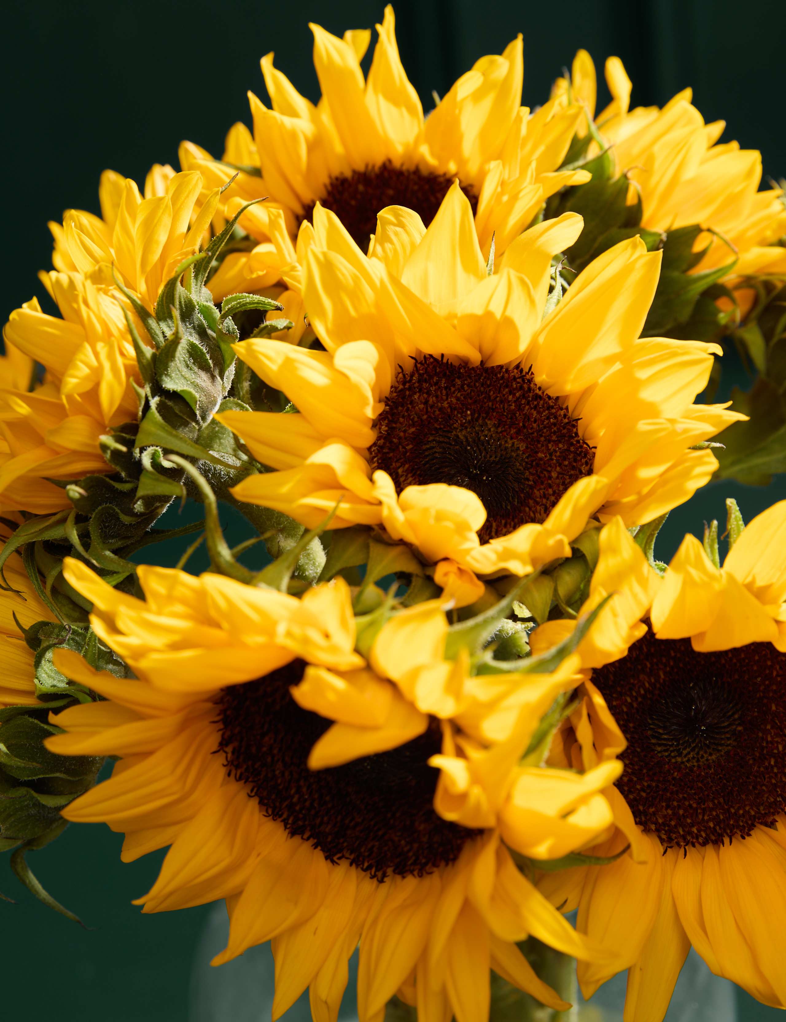 British Sunflowers Bouquet & Champagne 3 of 7