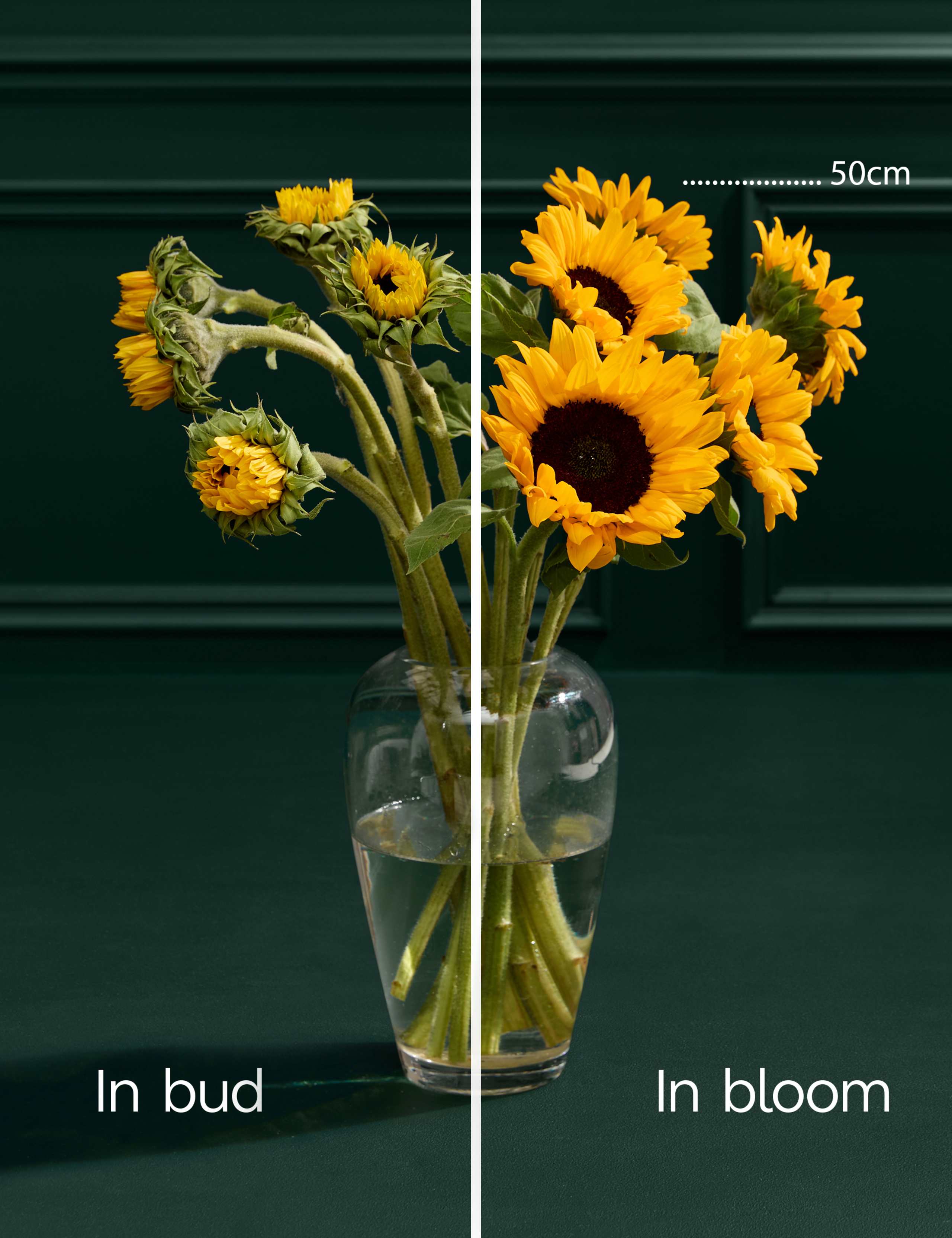 British Sunflowers Bouquet & Champagne 5 of 7