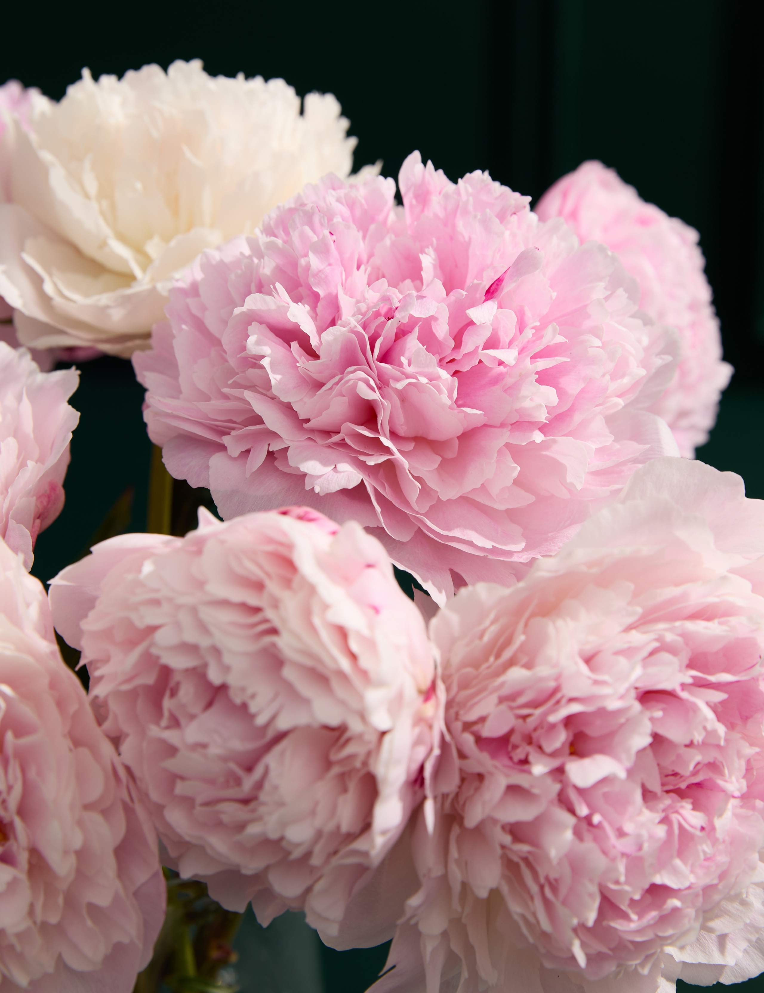 Seasonal Peony Bouquet with Prosecco 3 of 6