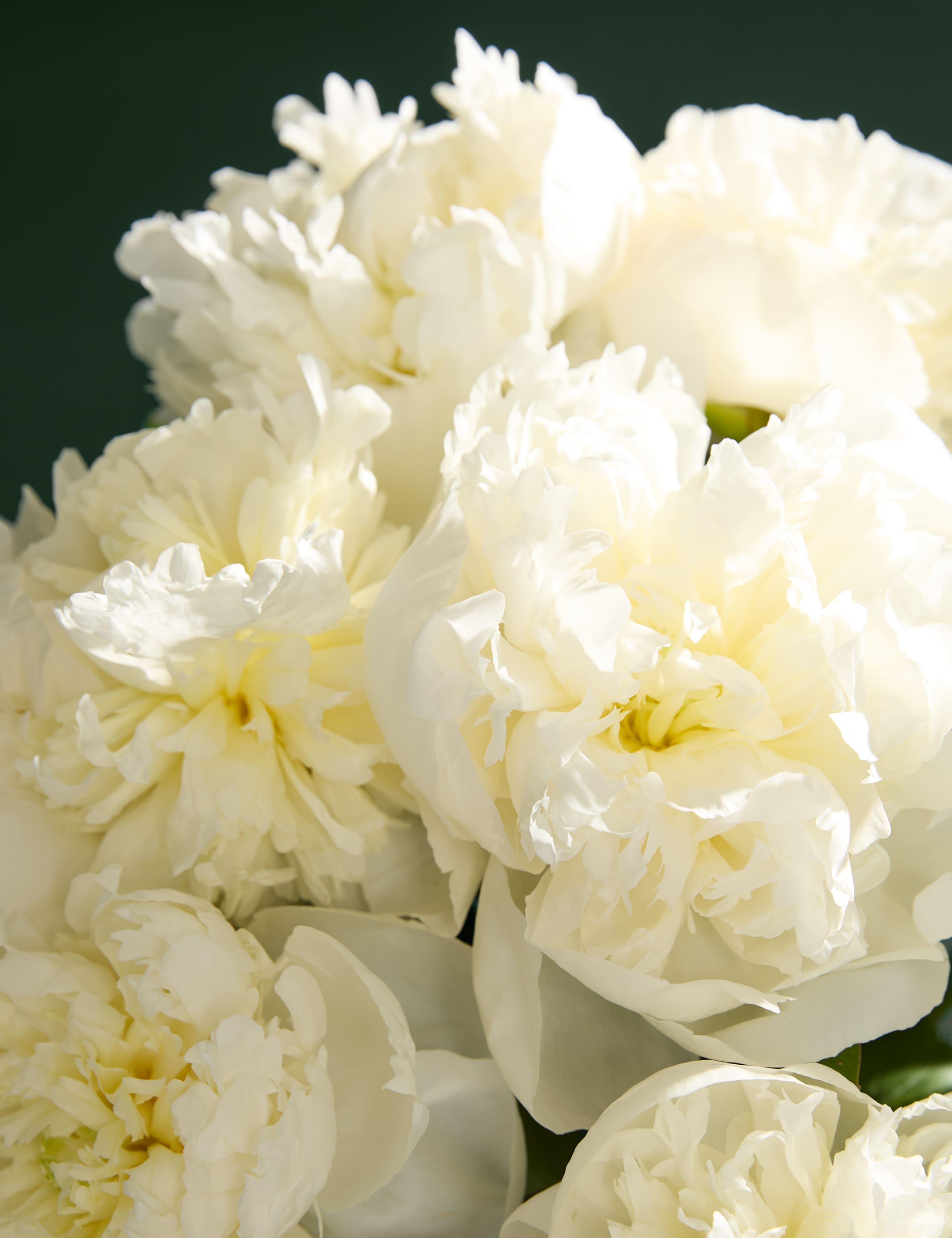 White Peony Bouquet with Champagne 3 of 7