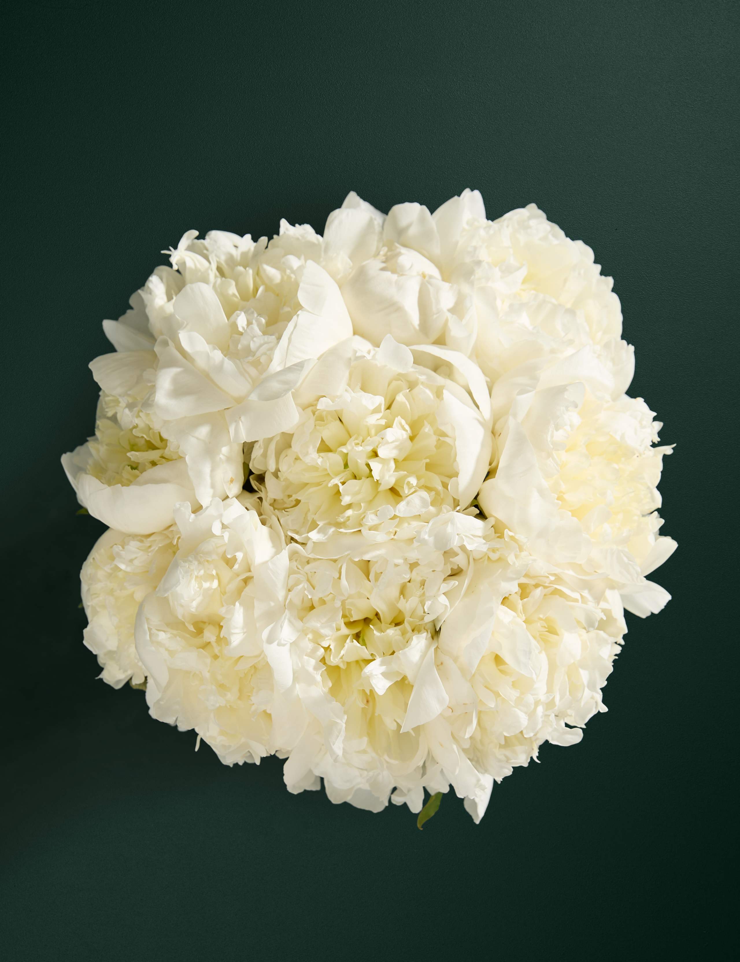 White Peony Bouquet with Champagne 2 of 7
