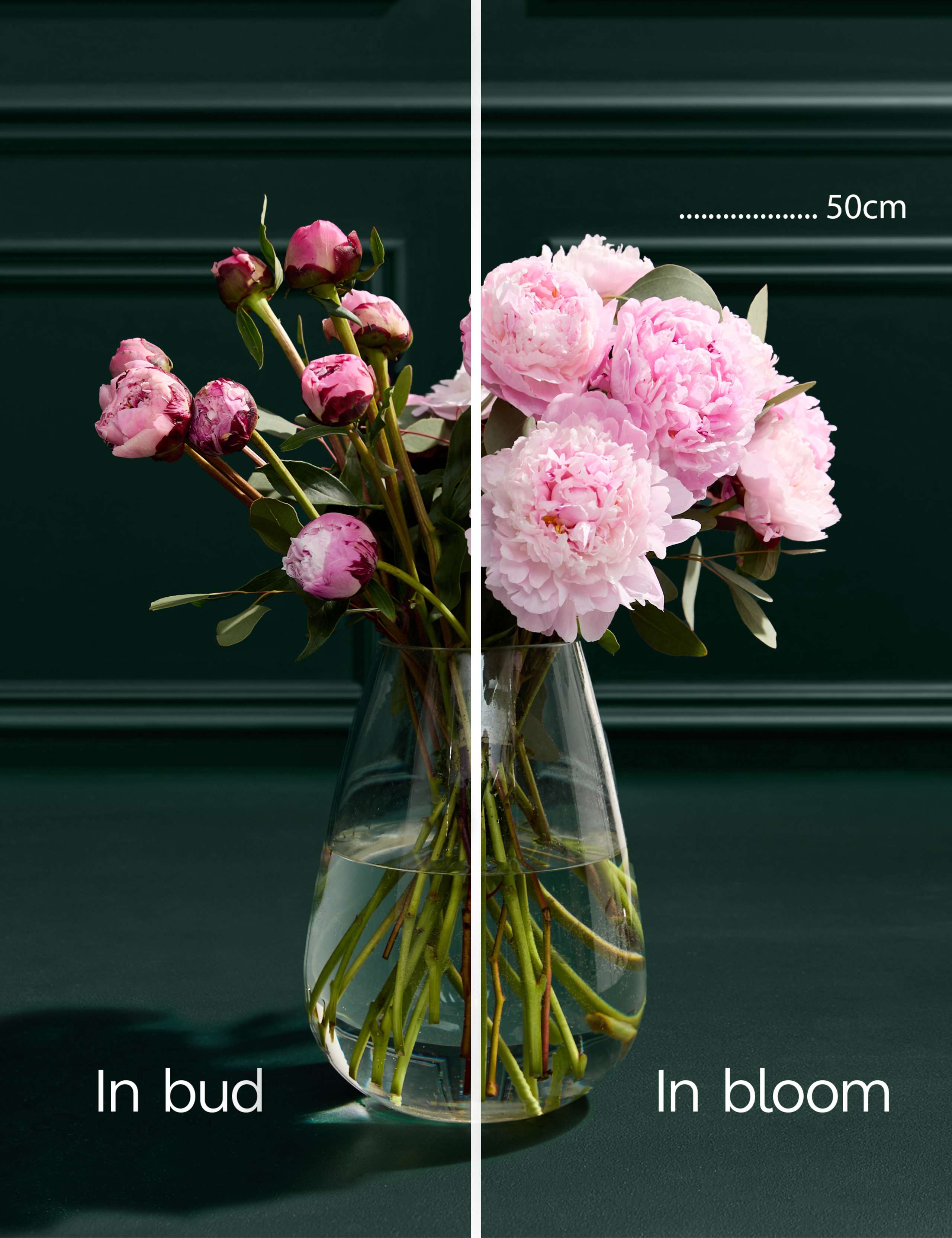 British Pink Peony Bouquet with Prosecco & Belgian Chocolates 4 of 6