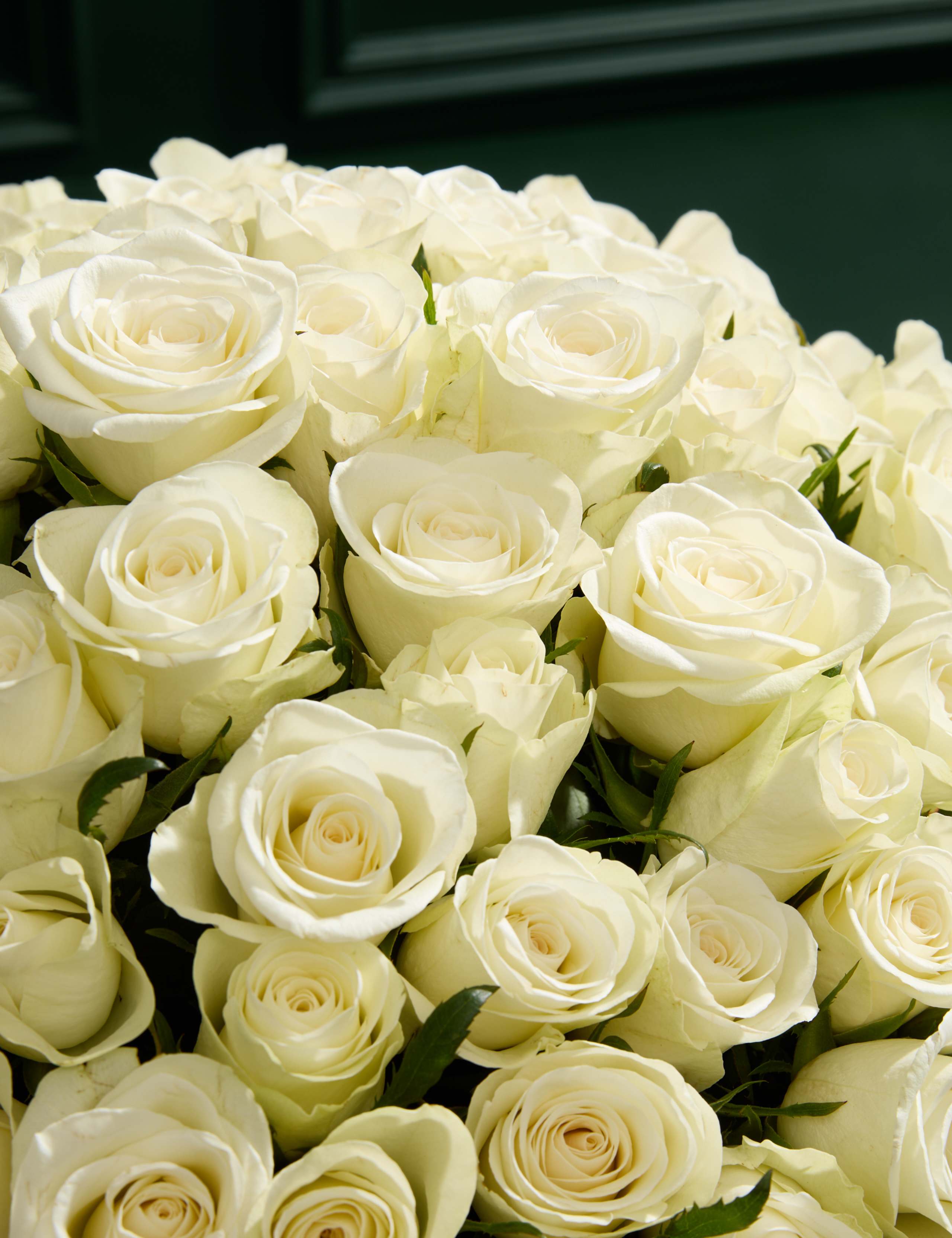 100 White Roses 3 of 4