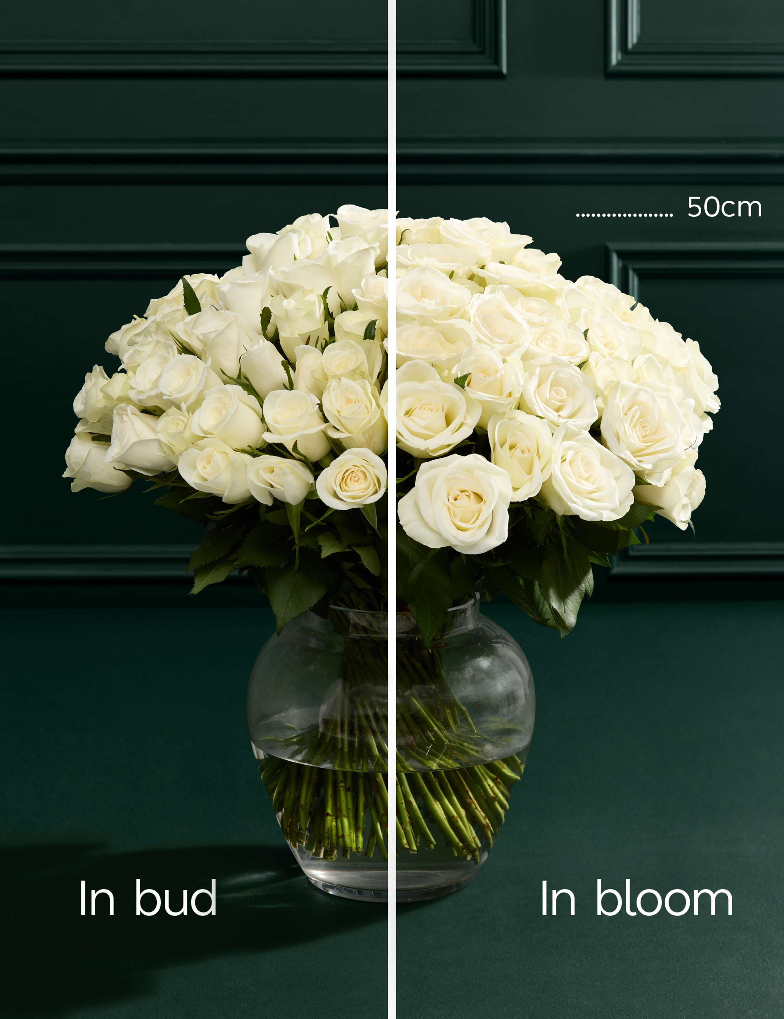 100 White Roses 4 of 4