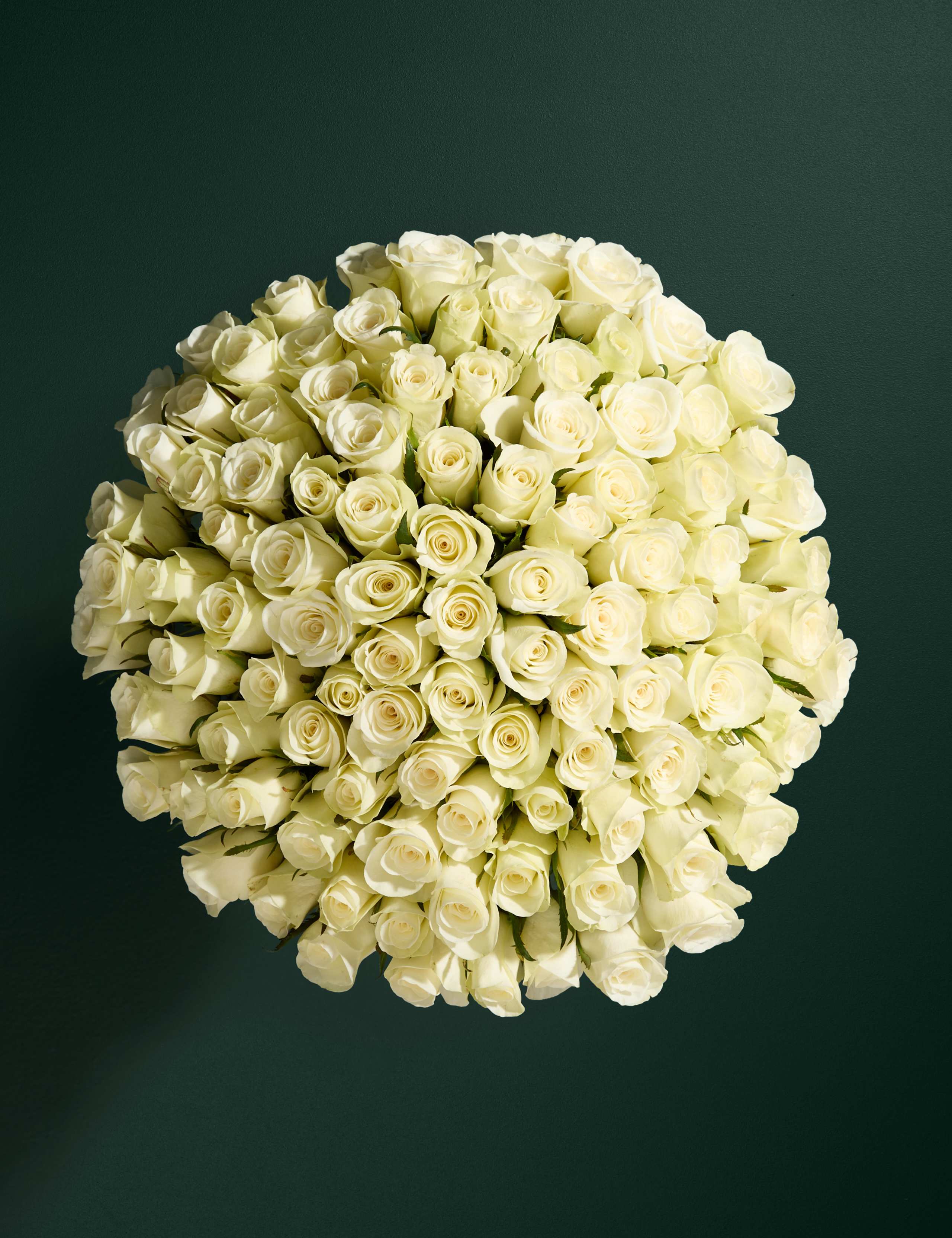 100 White Roses 2 of 4
