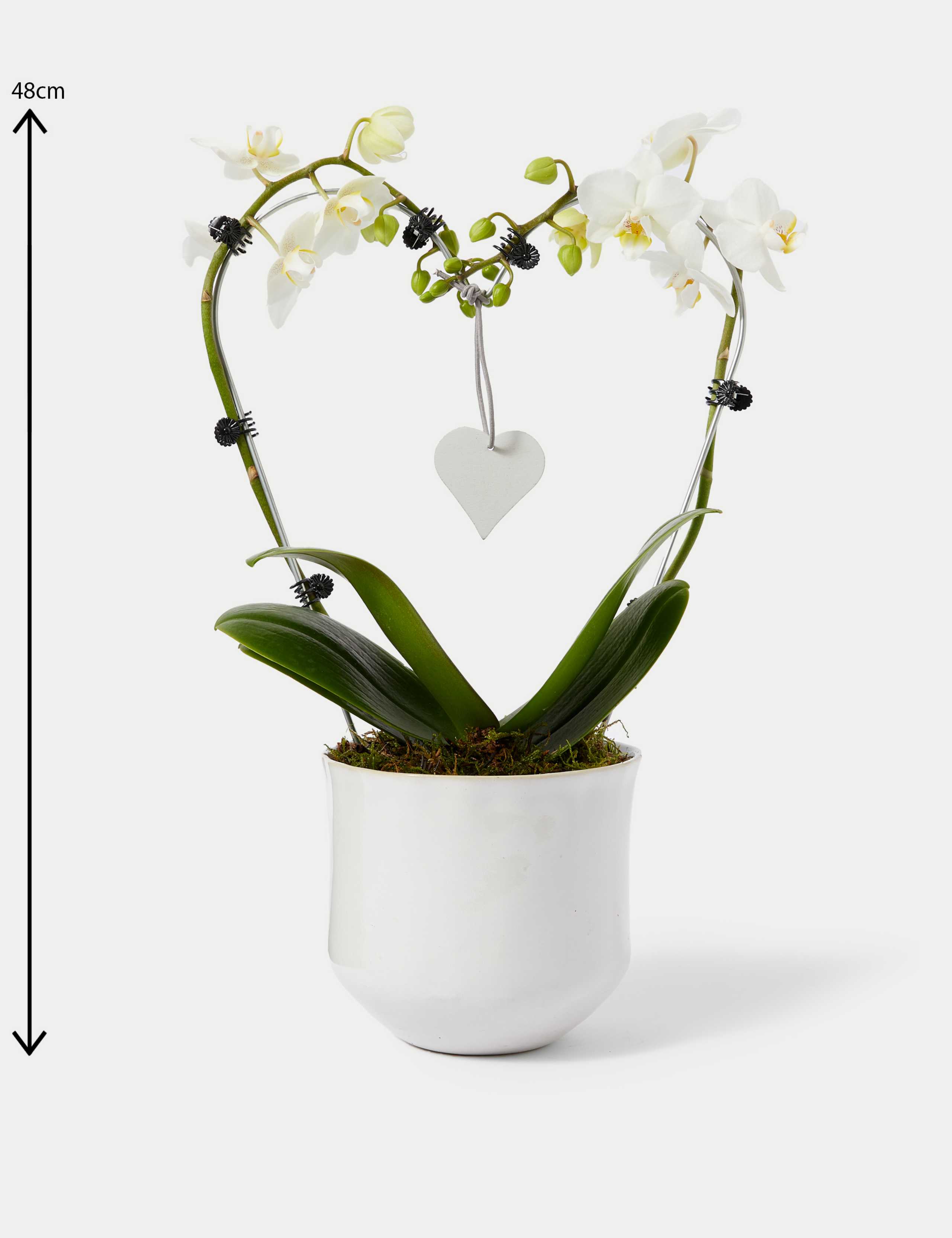 White Heart Orchid Ceramic & Swiss Truffles Bundle 5 of 5