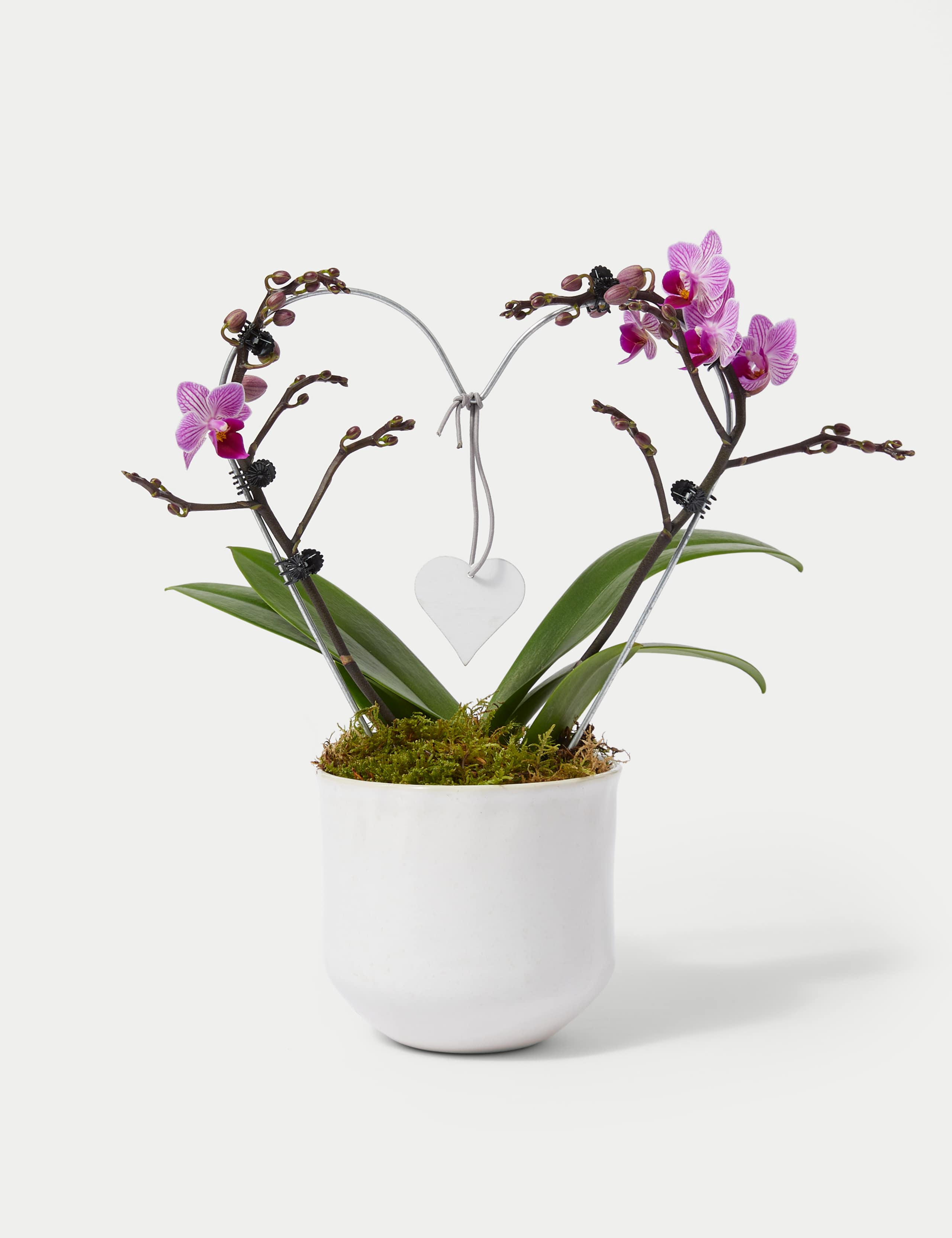 Amethyst Heart Orchid & Swiss Truffles Bundle 5 of 6