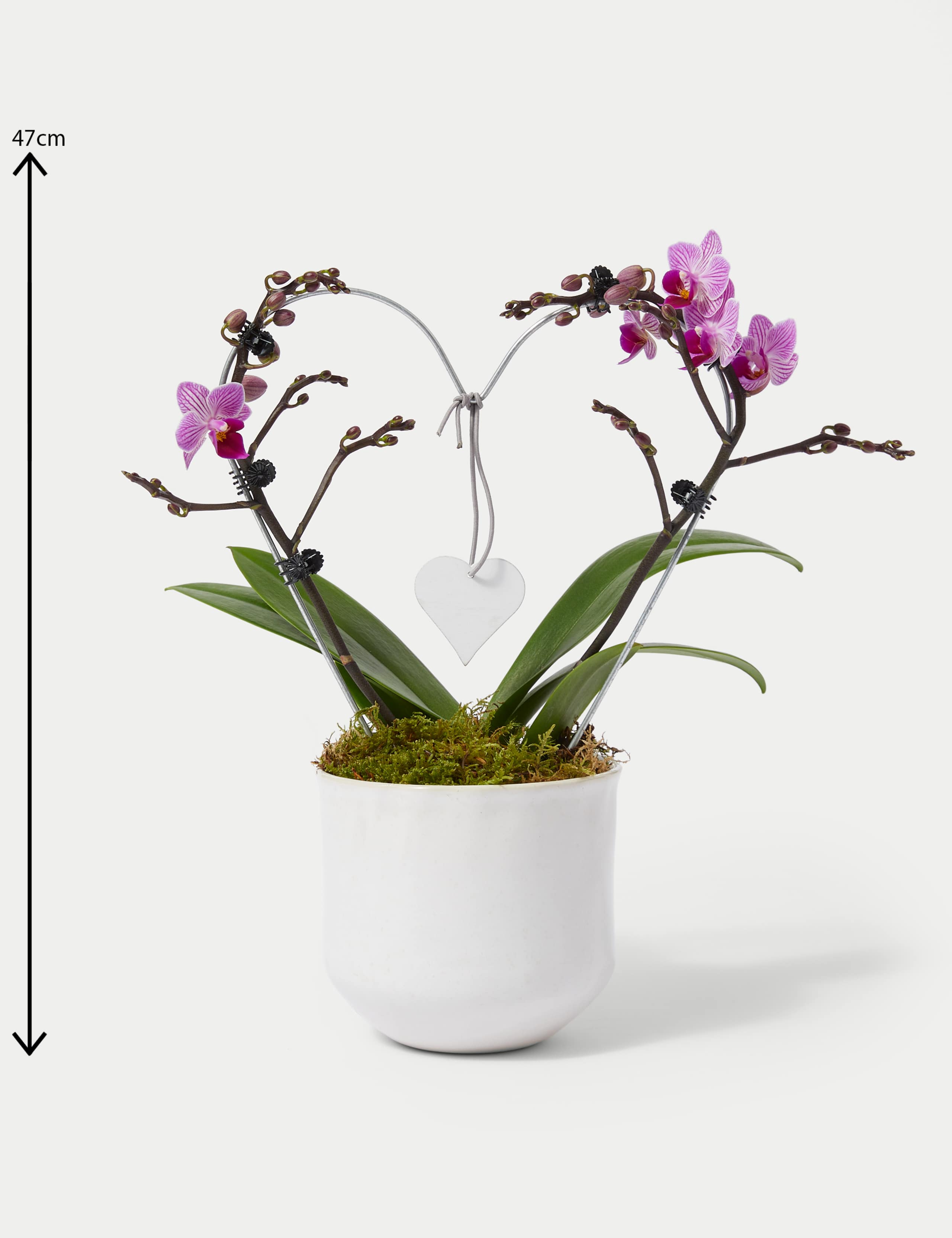 Amethyst Heart Orchid & Swiss Truffles Bundle 6 of 6