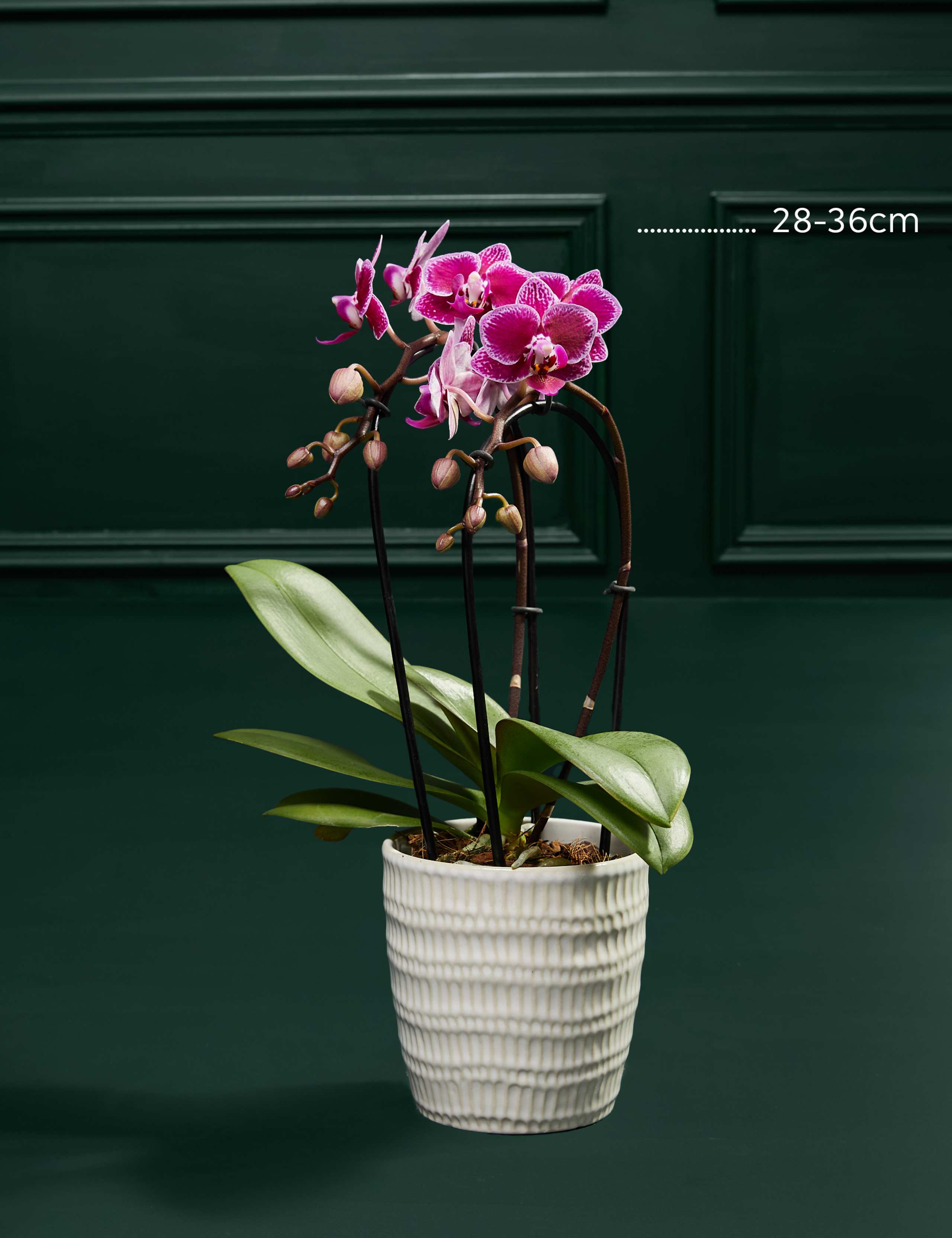 Miniature Purple Cascade Orchid with Marc de Champagne Truffles 3 of 3