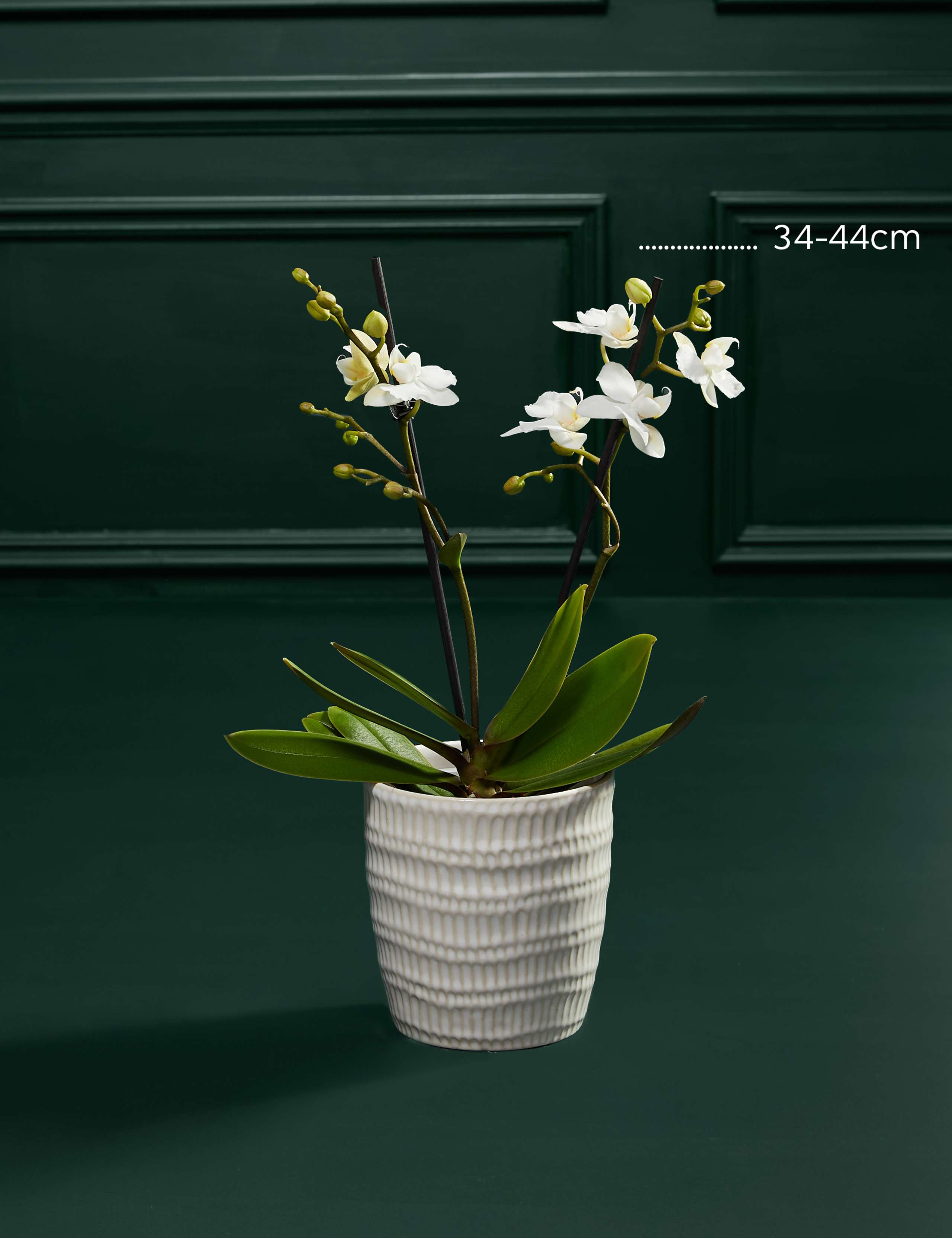 Miniature White Orchid with Chocolate Florentines 3 of 5