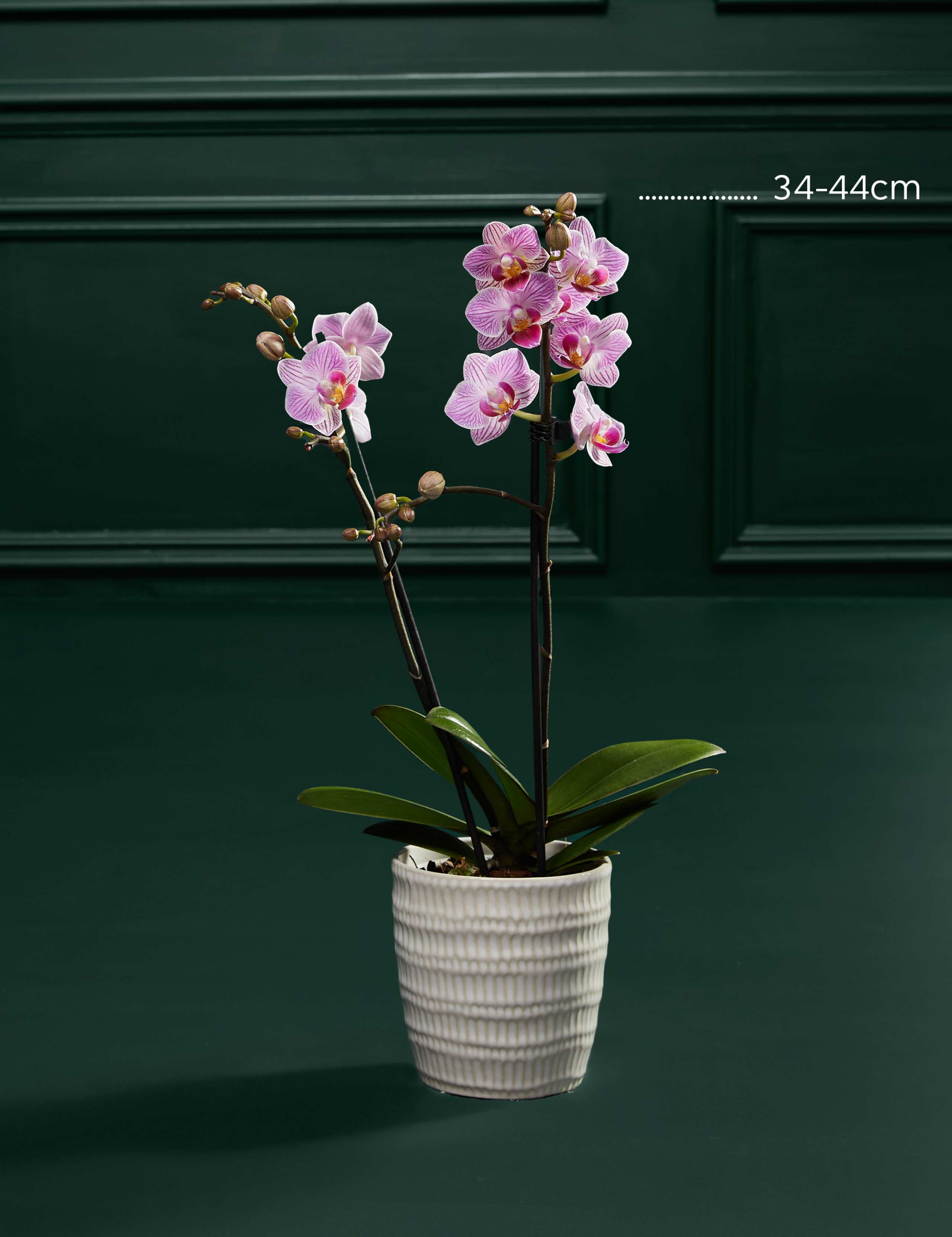 Miniature Pink Orchid with Chocolate Florentines 3 of 5