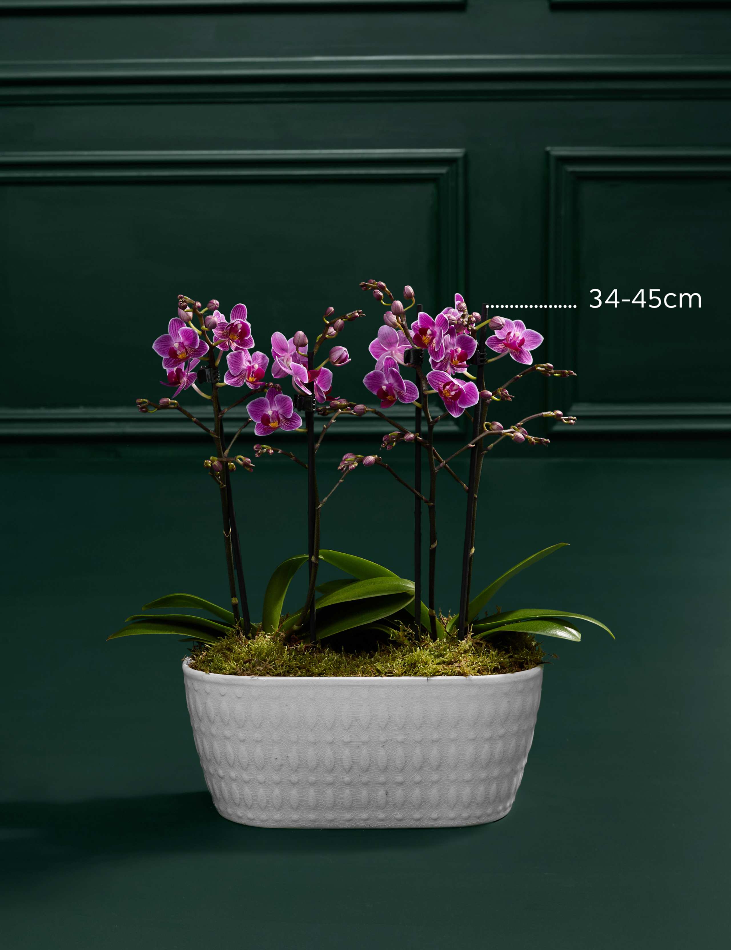 Duo Purple Phalaenopsis Orchid with Belgian Chocolates 3 of 7