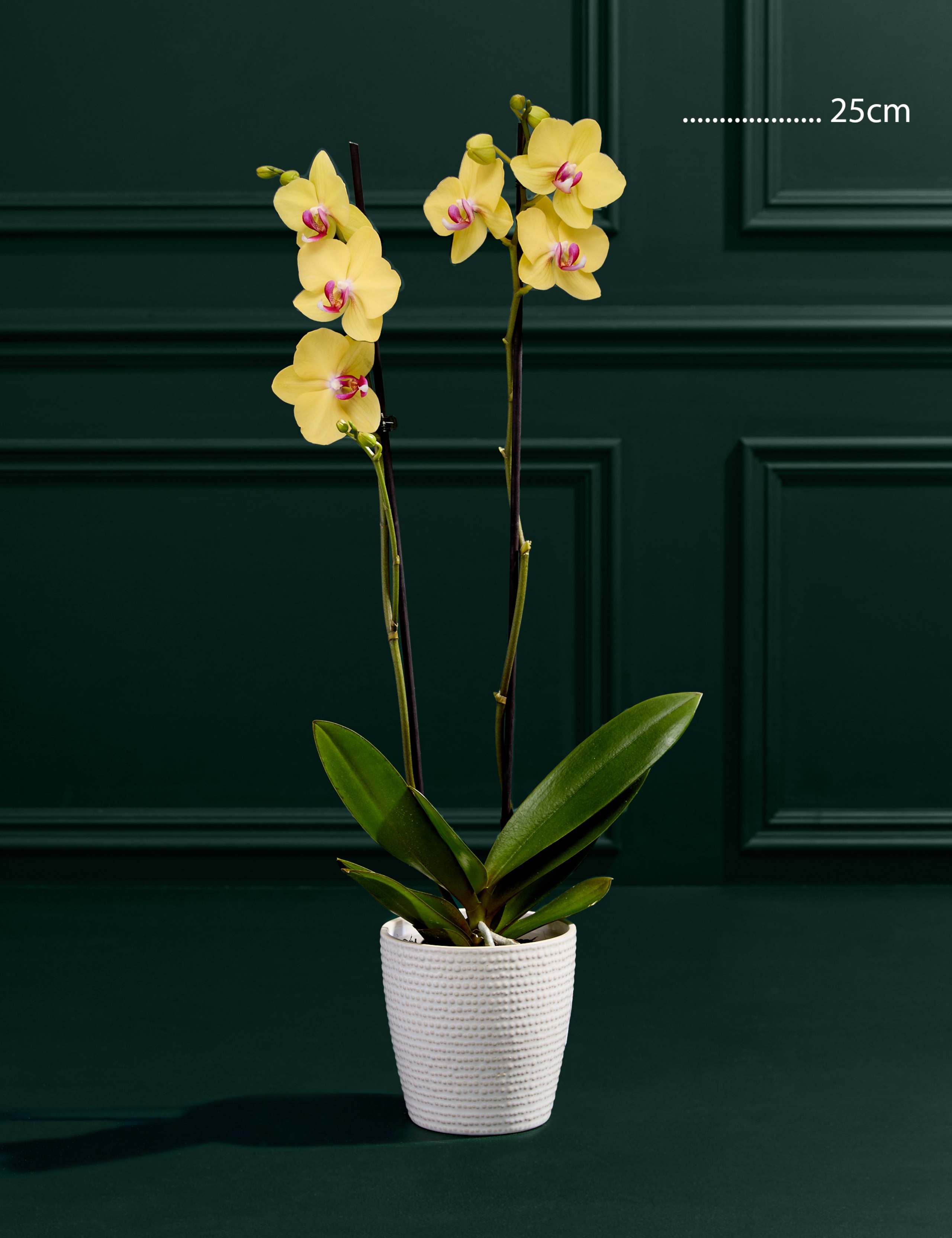 Yellow Orchid in Ceramic Pot 3 of 3