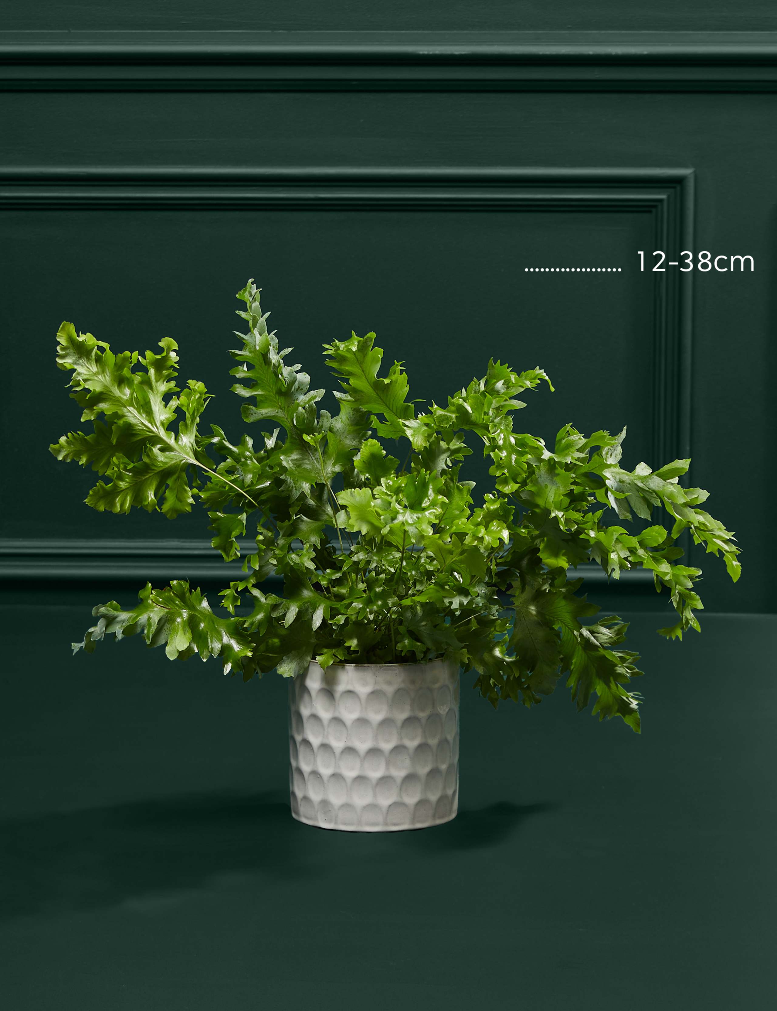 Fern Ceramic 3 of 3