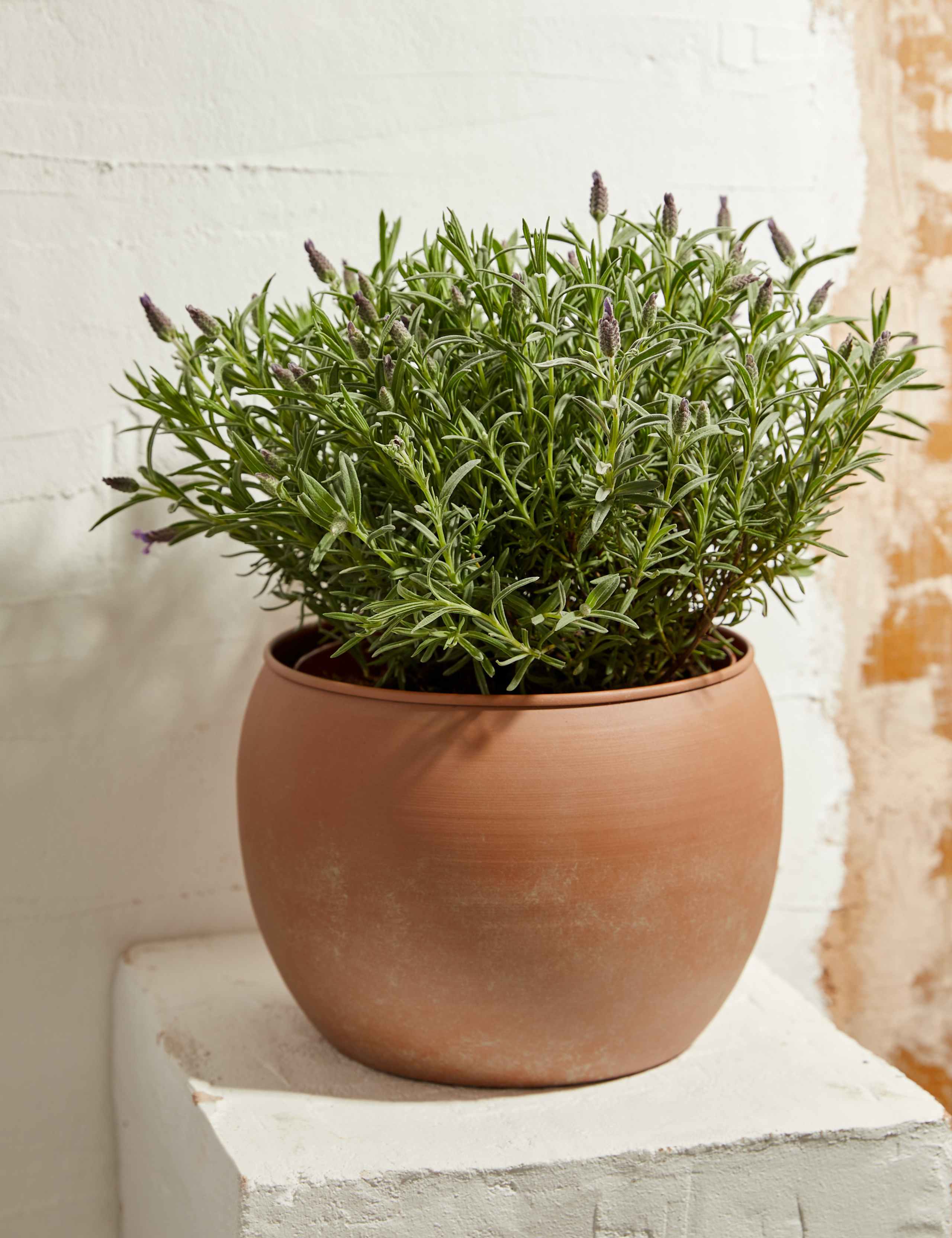 Lavender in Terracotta Tin 1 of 4