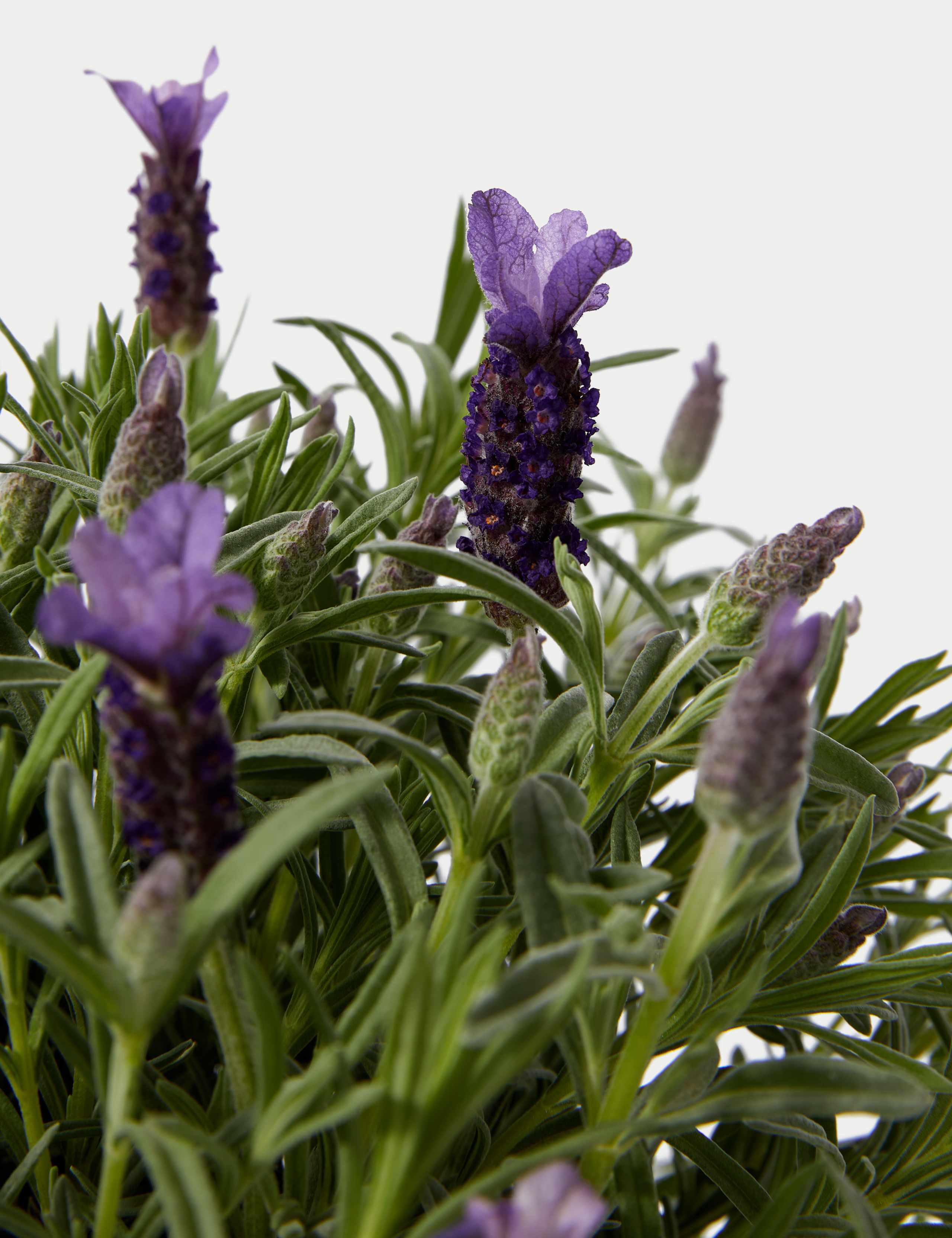 Lavender in Terracotta Tin 3 of 4