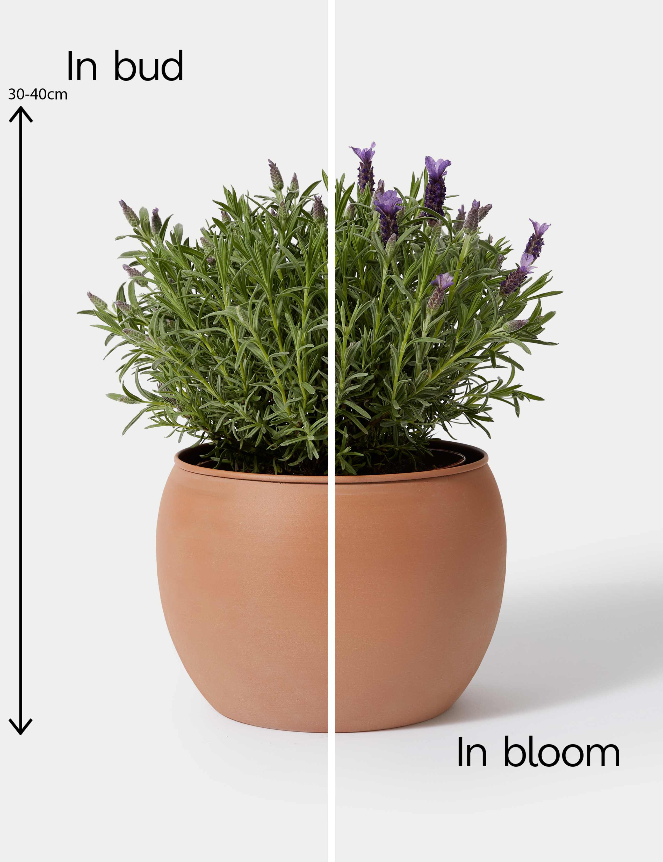 Lavender in Terracotta Tin 4 of 4