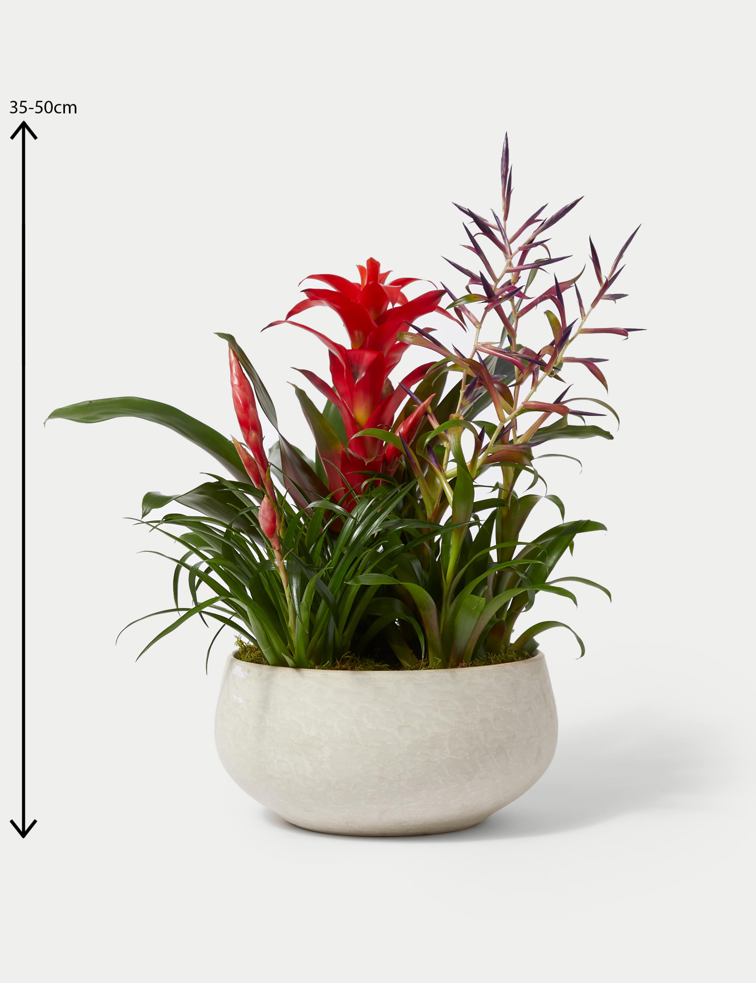 Bromeliad Ceramic Planter 3 of 4
