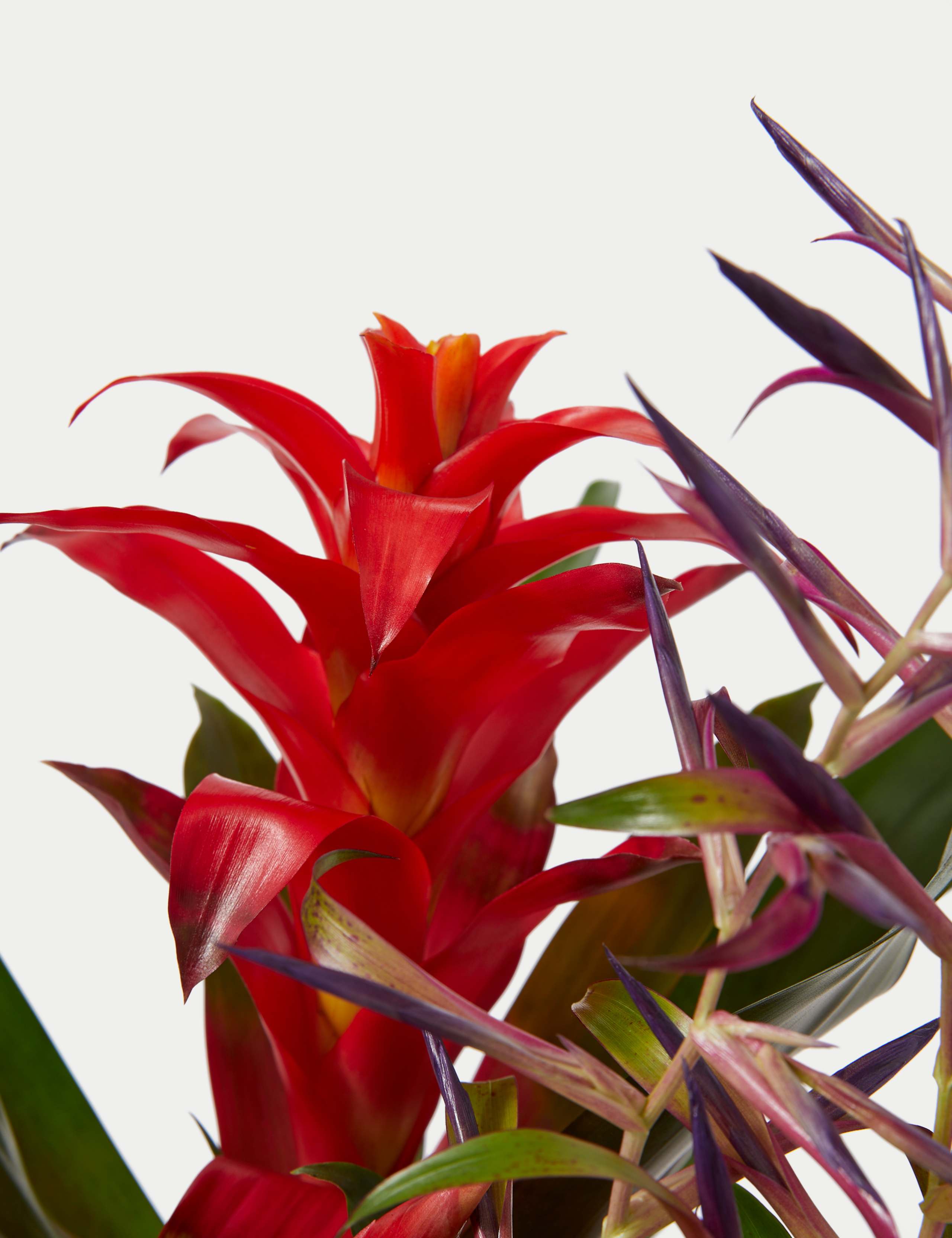 Bromeliad Ceramic Planter 4 of 4