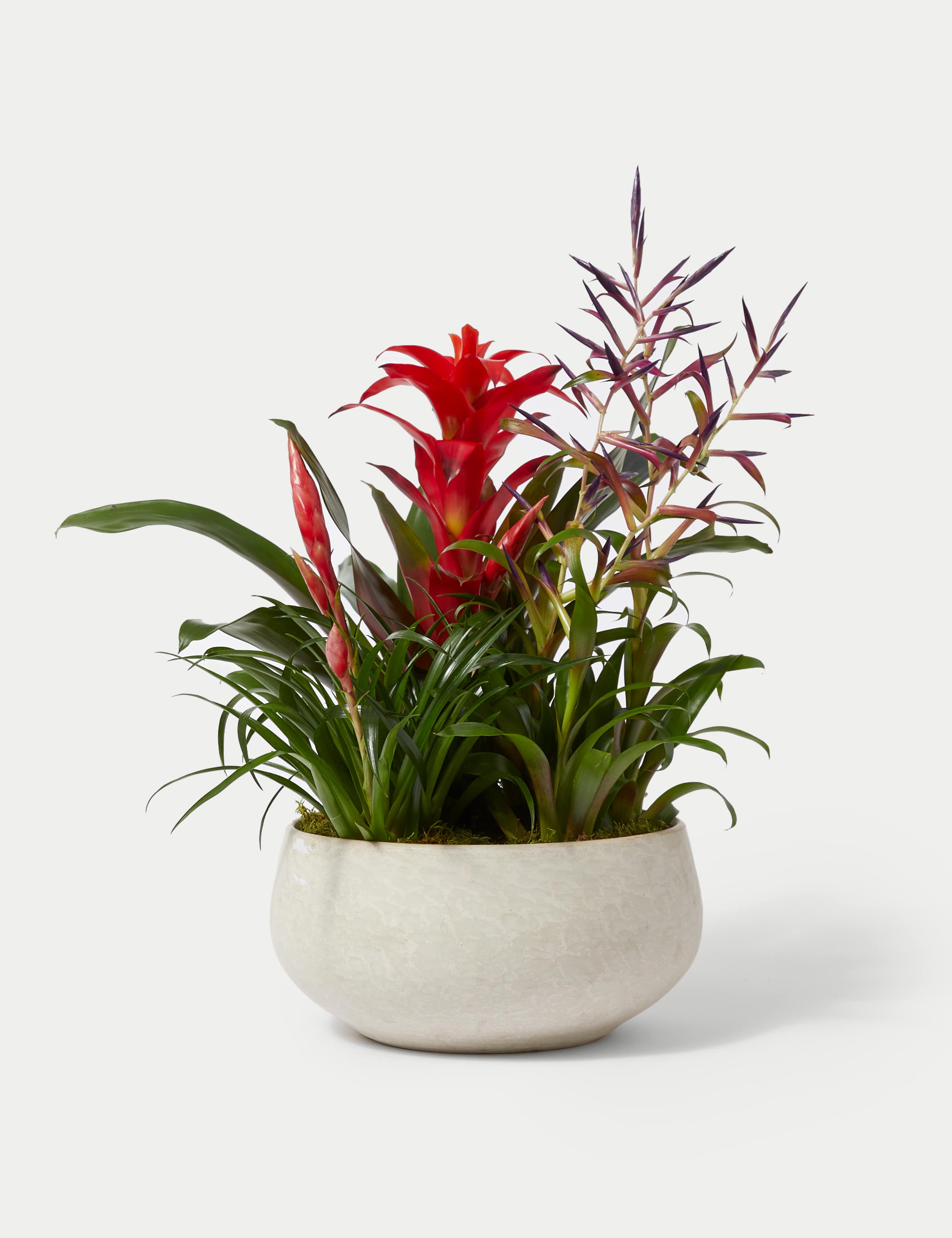 Bromeliad Ceramic Planter 2 of 4