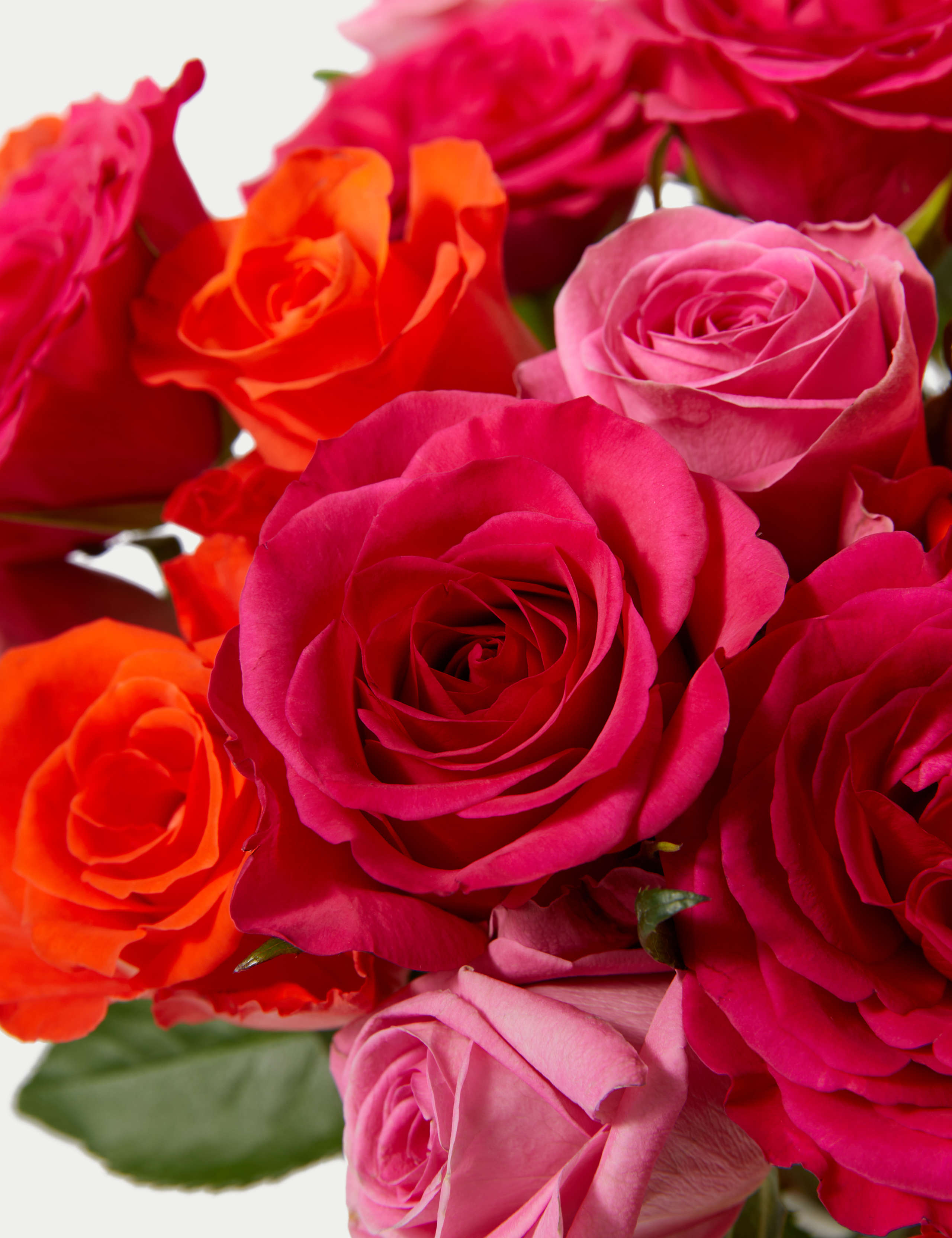 Radiant Rose Abundance With £25 Gift Card 4 of 6