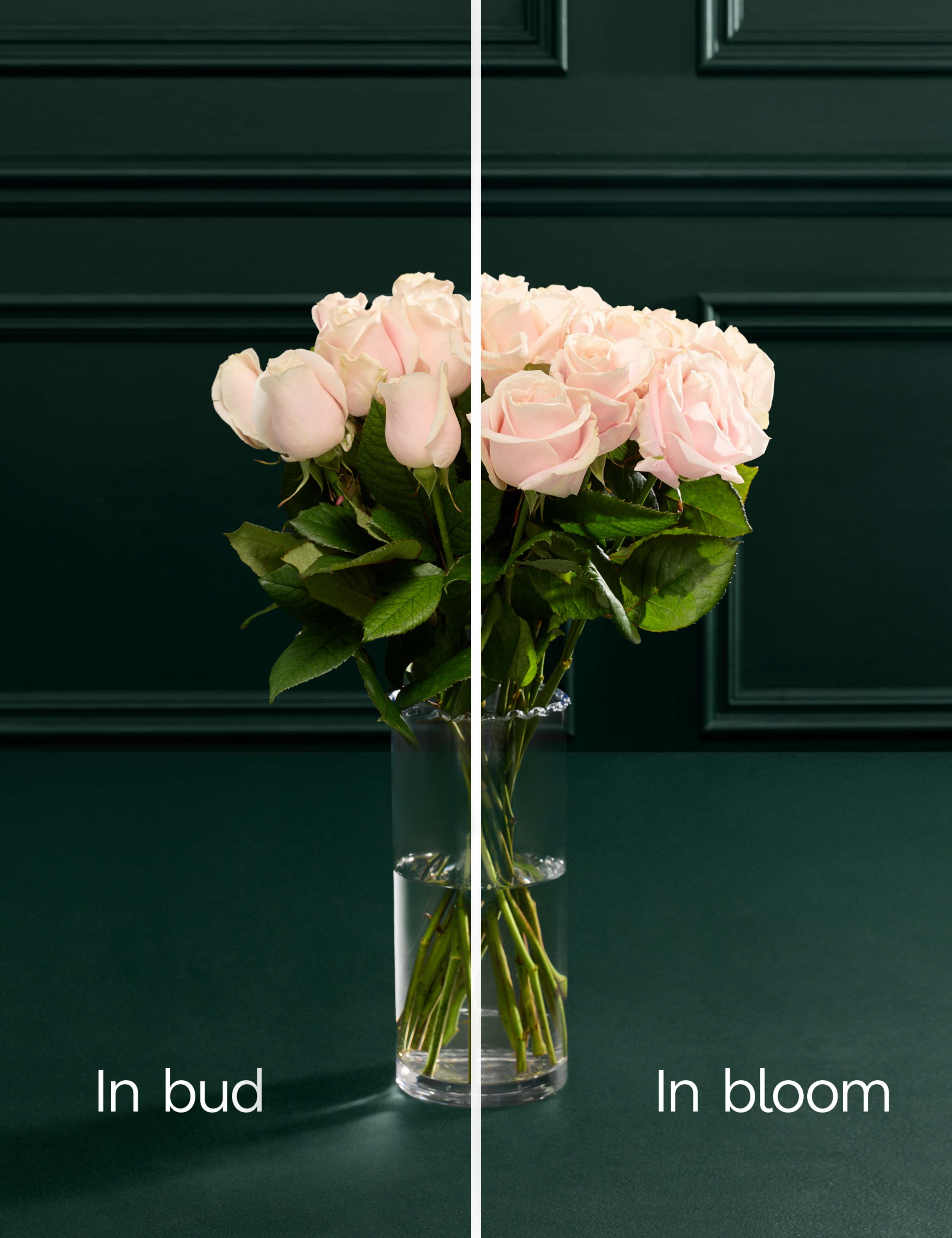 Pink Sweet Avalanche™ Rose Bouquet 4 of 6