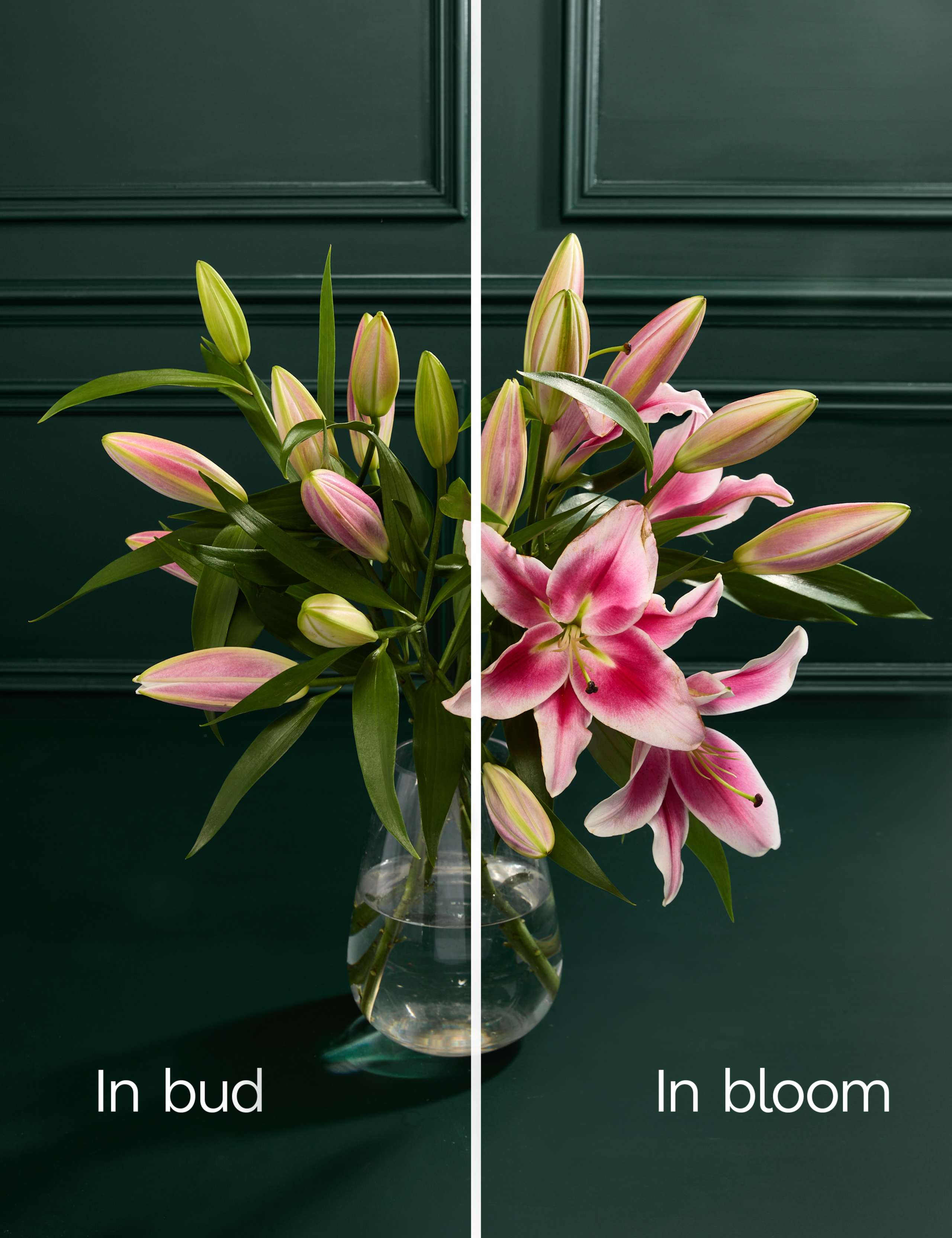 Pink Oriental Lily Abundance Bouquet 4 of 6