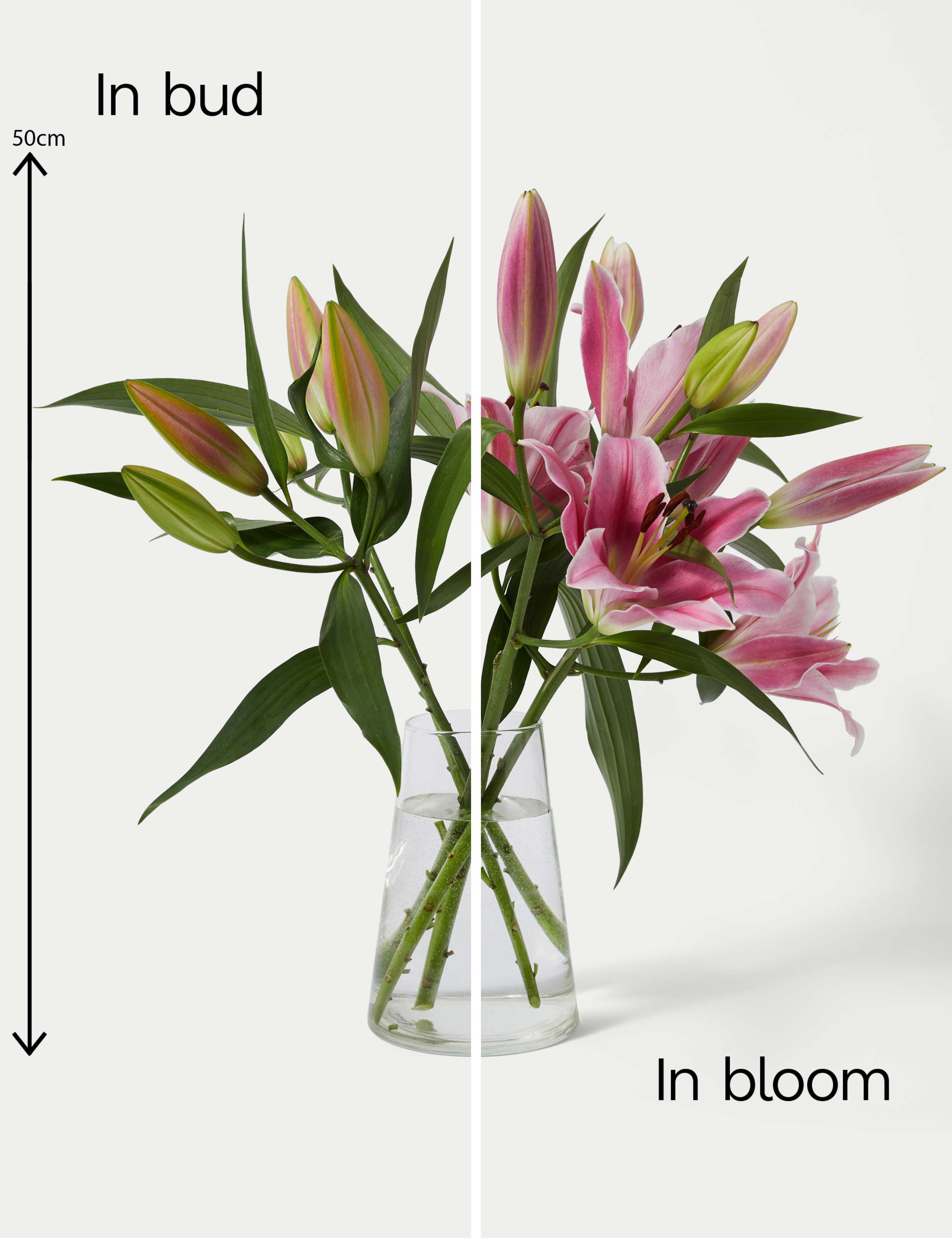British Pink Lily Abundance Bouquet 5 of 7