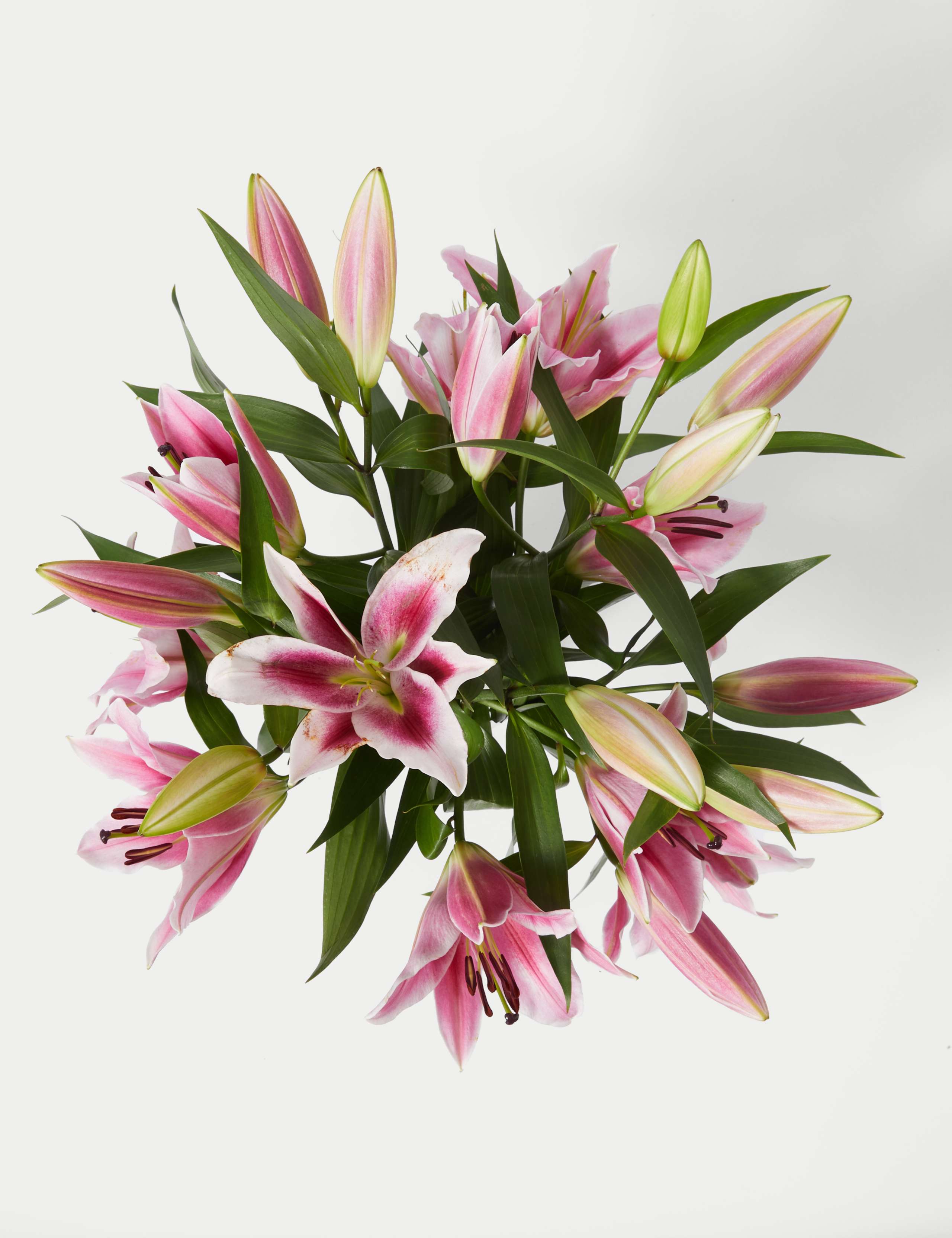 British Pink Lily Abundance Bouquet 2 of 7